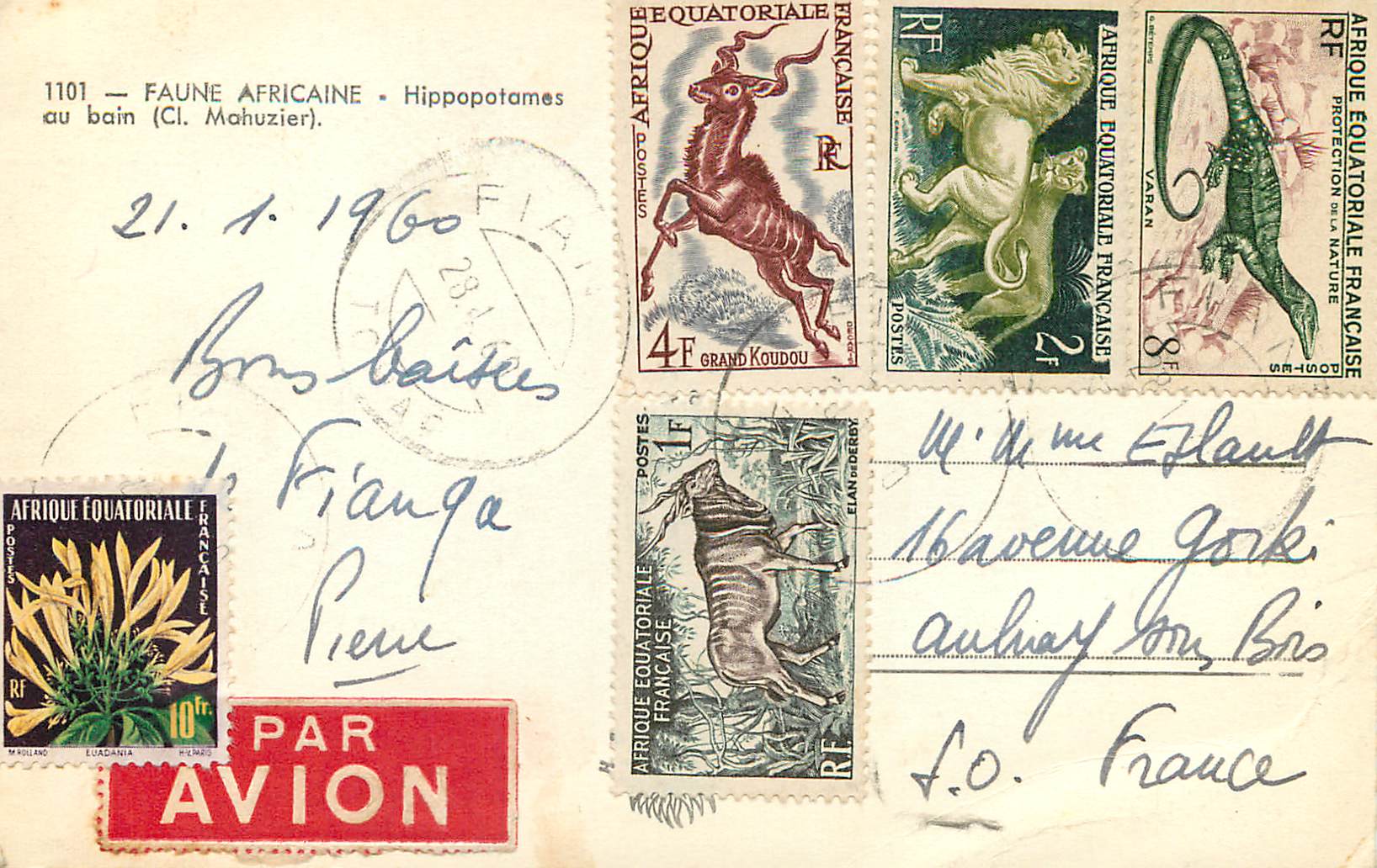 CPM FAUNE AFRICAINE  Hippopotames au bain (Cl. Mahuzier) — Rückseite