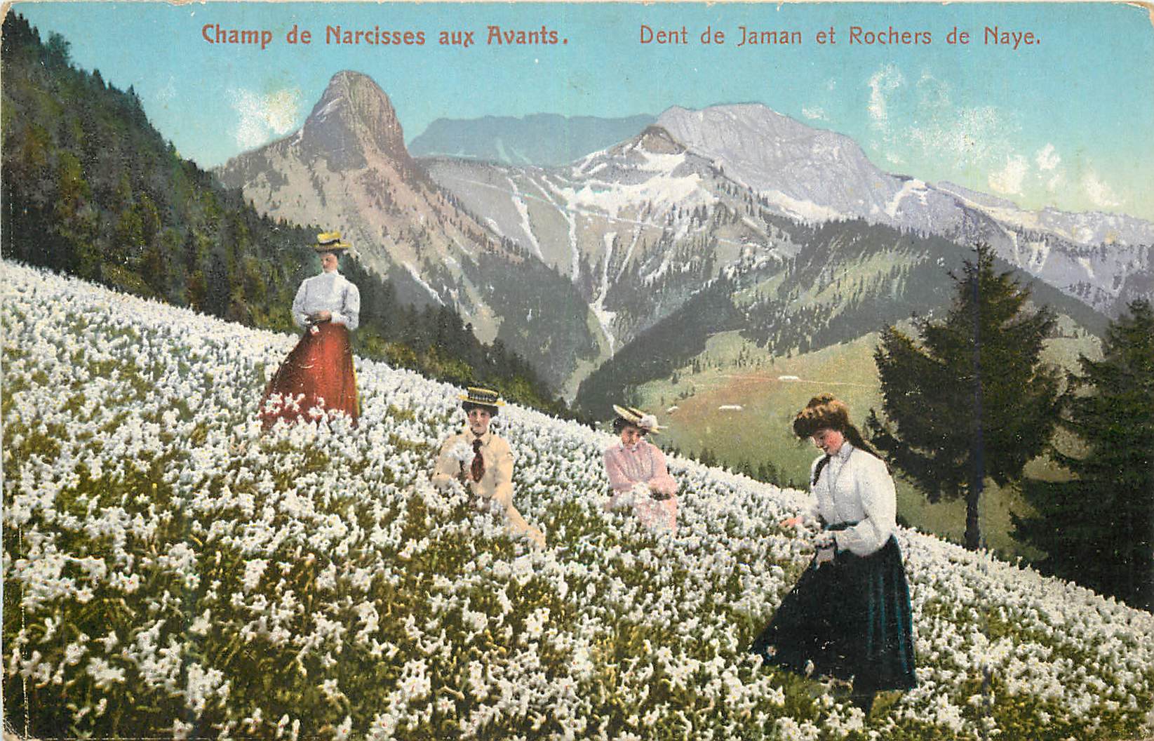 CPA Champ de Narcisses aux Avants Dents de Jaman et Rochers de Naye 