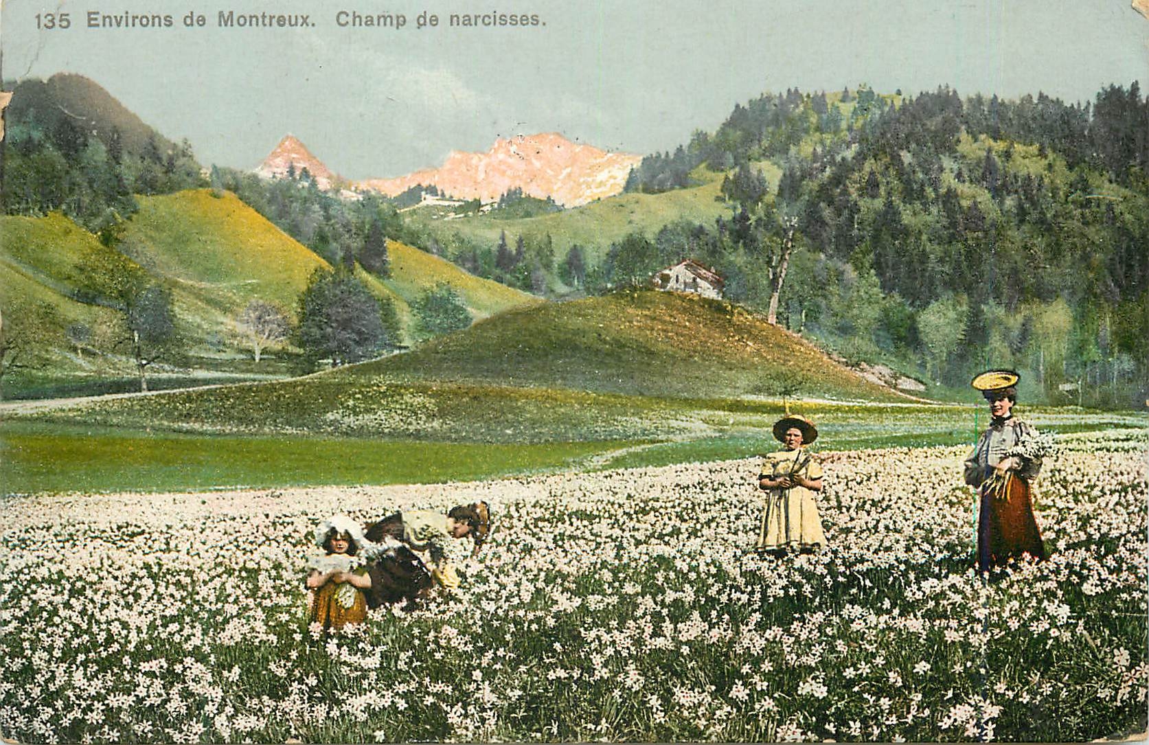 CPA Environs de Montreux Champ de narcisses 
