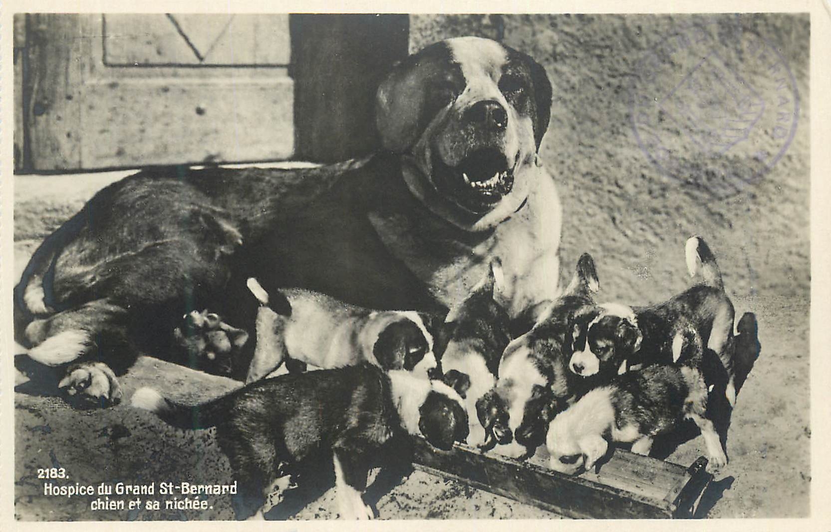 CPA Hospice du Grand St Bernard chien et sa nichee 