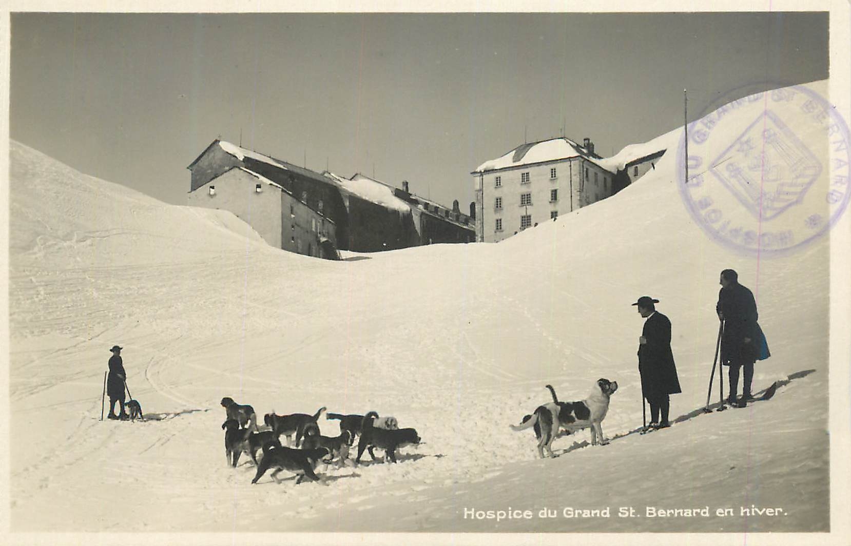 CPA Hospice du Grand St Bernard en hiver Chiens