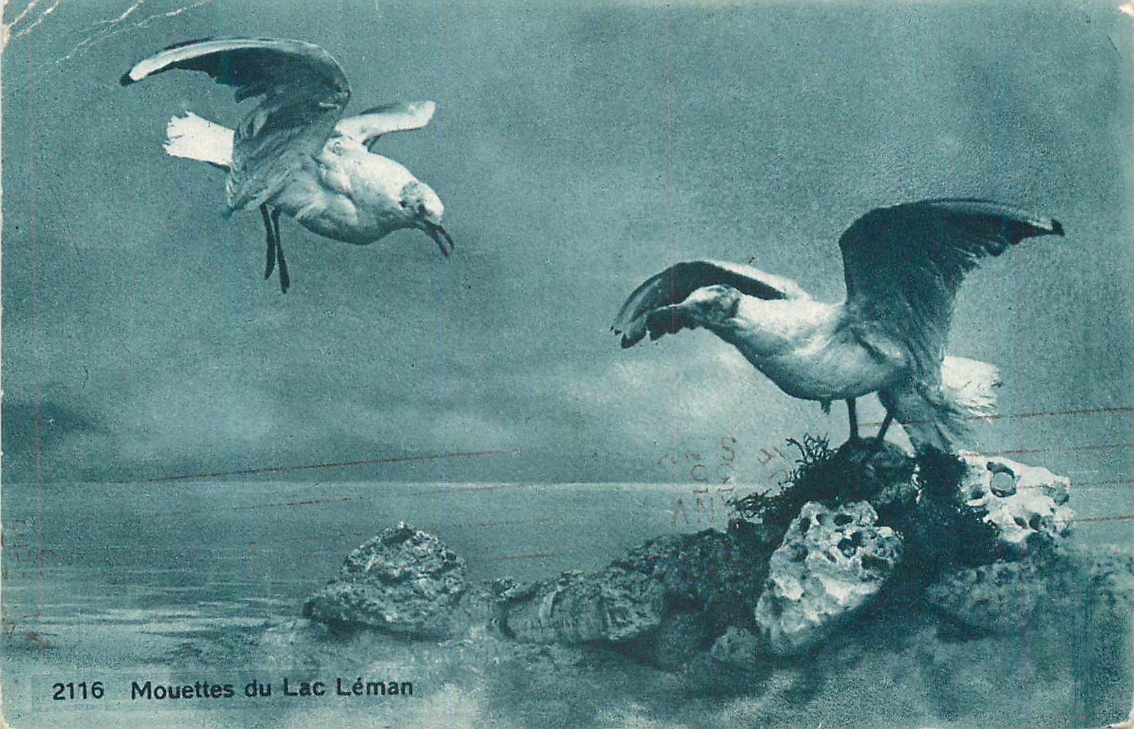 CPA Mouettes du Lac Leman 