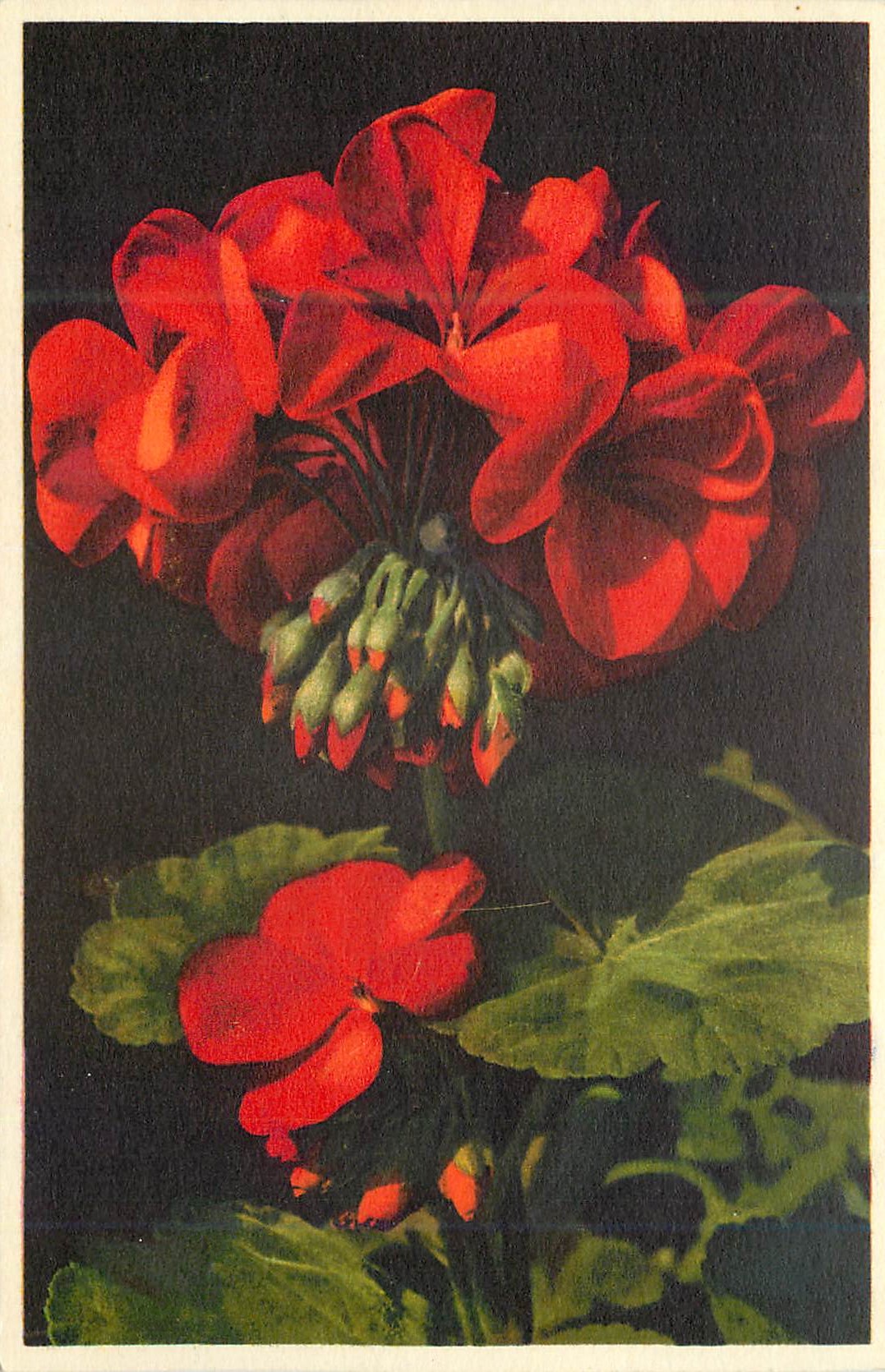 CPA Pelergonium zonale Geranium 
