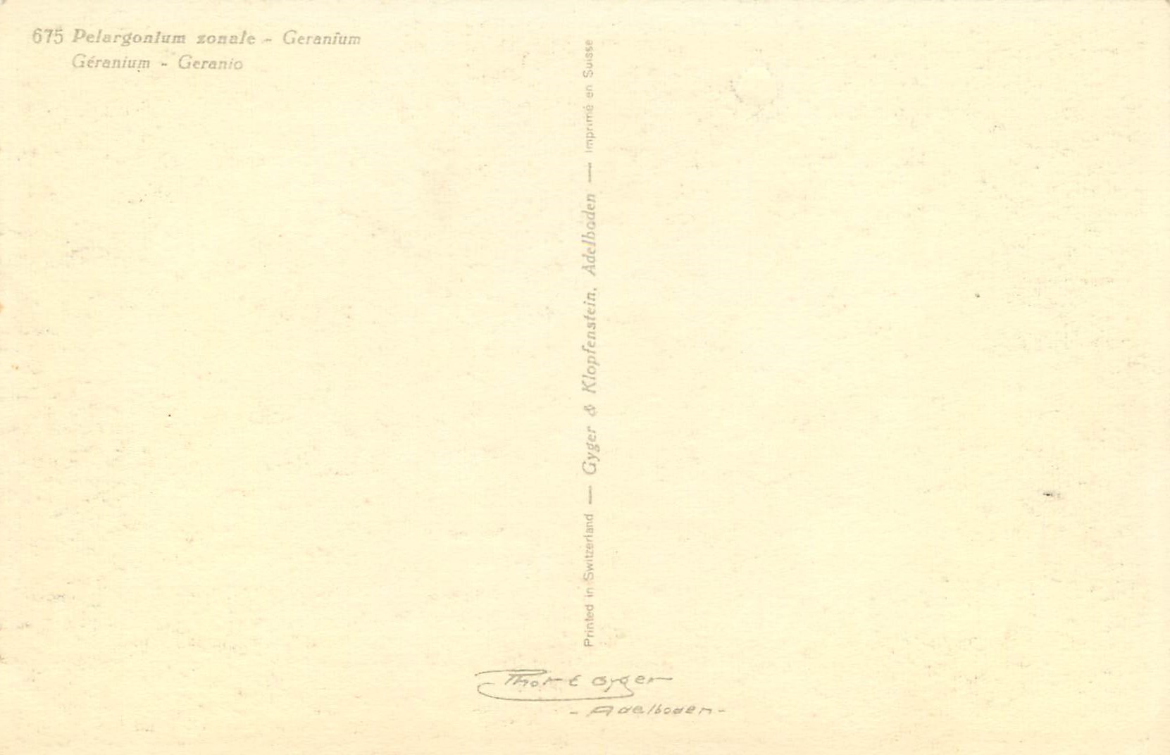 CPA Pelergonium zonale Geranium  — Verso
