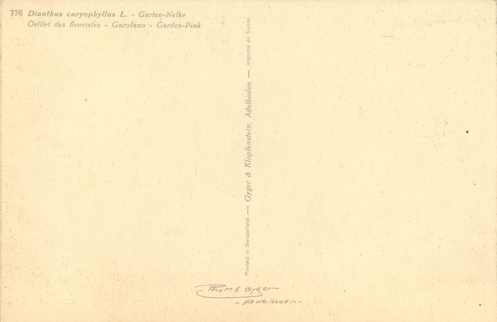 CPA Dianthus caryophyllus Garten Nellie  — Verso