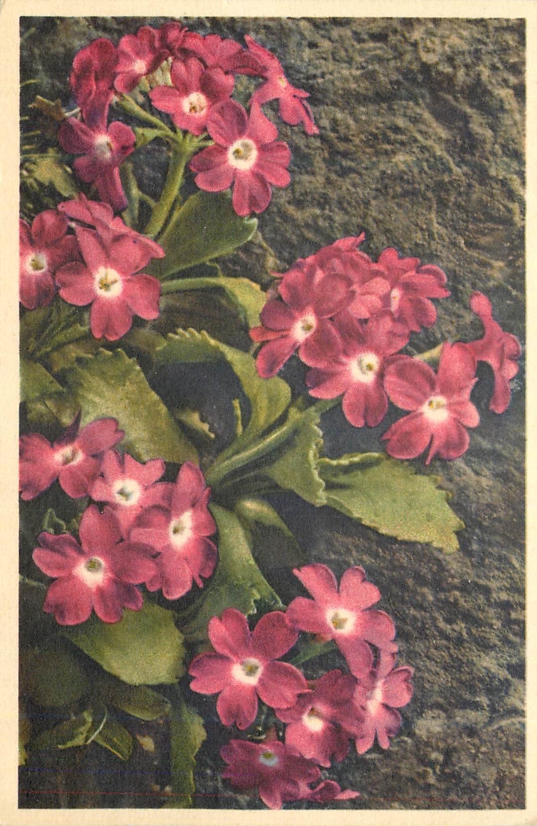 CPA Primula hirsuta Behaarte Primel Primevere visqueuse Viscous Primula