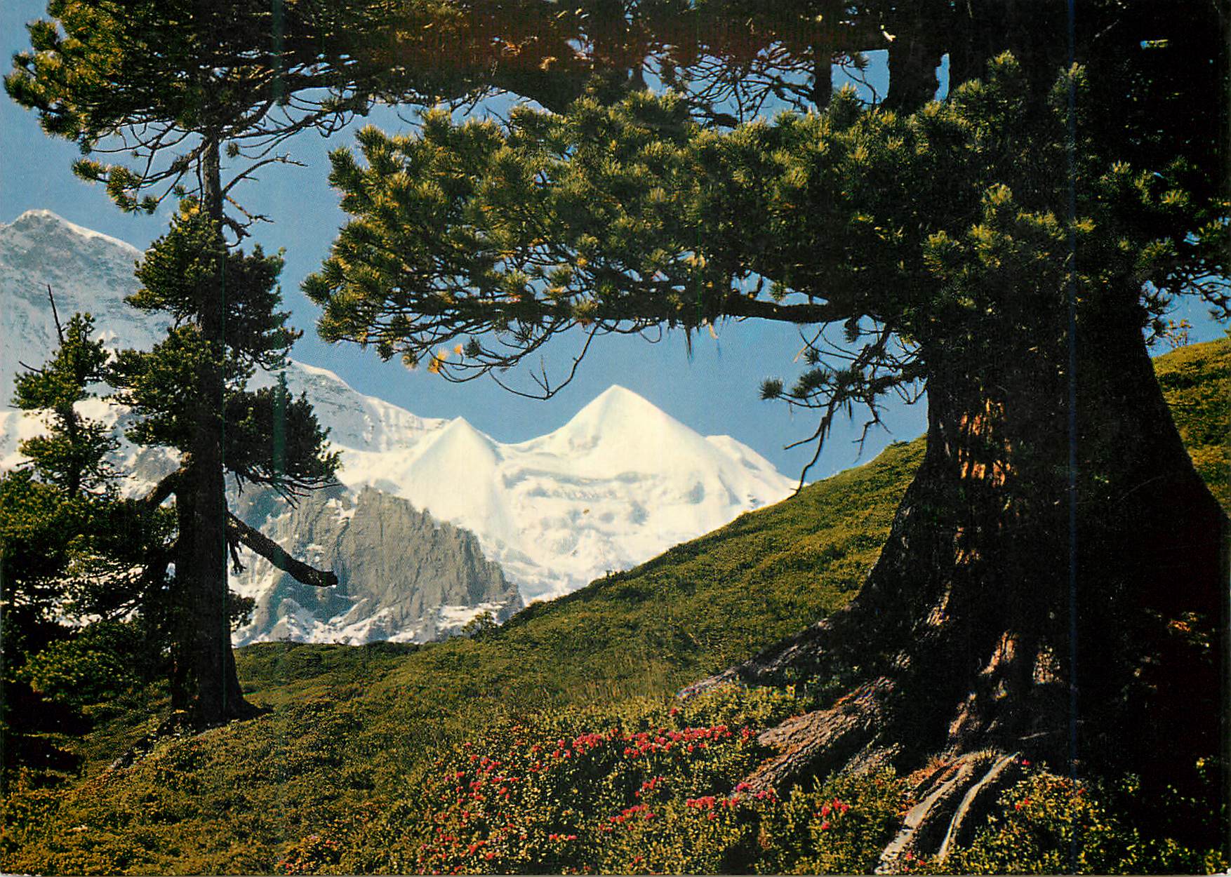 CPM Jungfrau und Silberhorn mit Bergarve Photo und Veriag Jul Burch Lungern Druck Engadin Press Ag Samedan