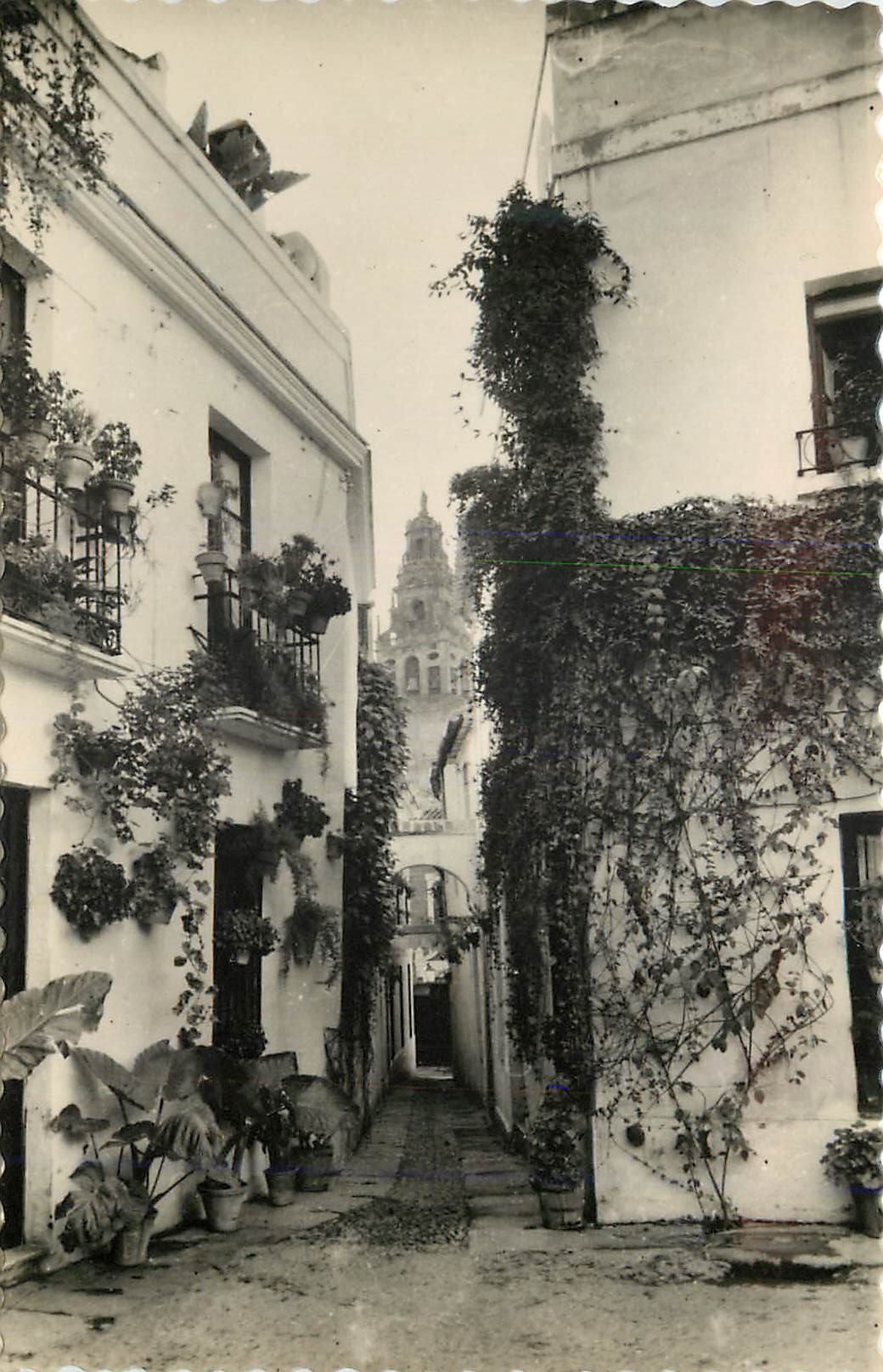 CPM Cordoba Calleja de las Flores Ruelle des Fleurs Ed Aisa