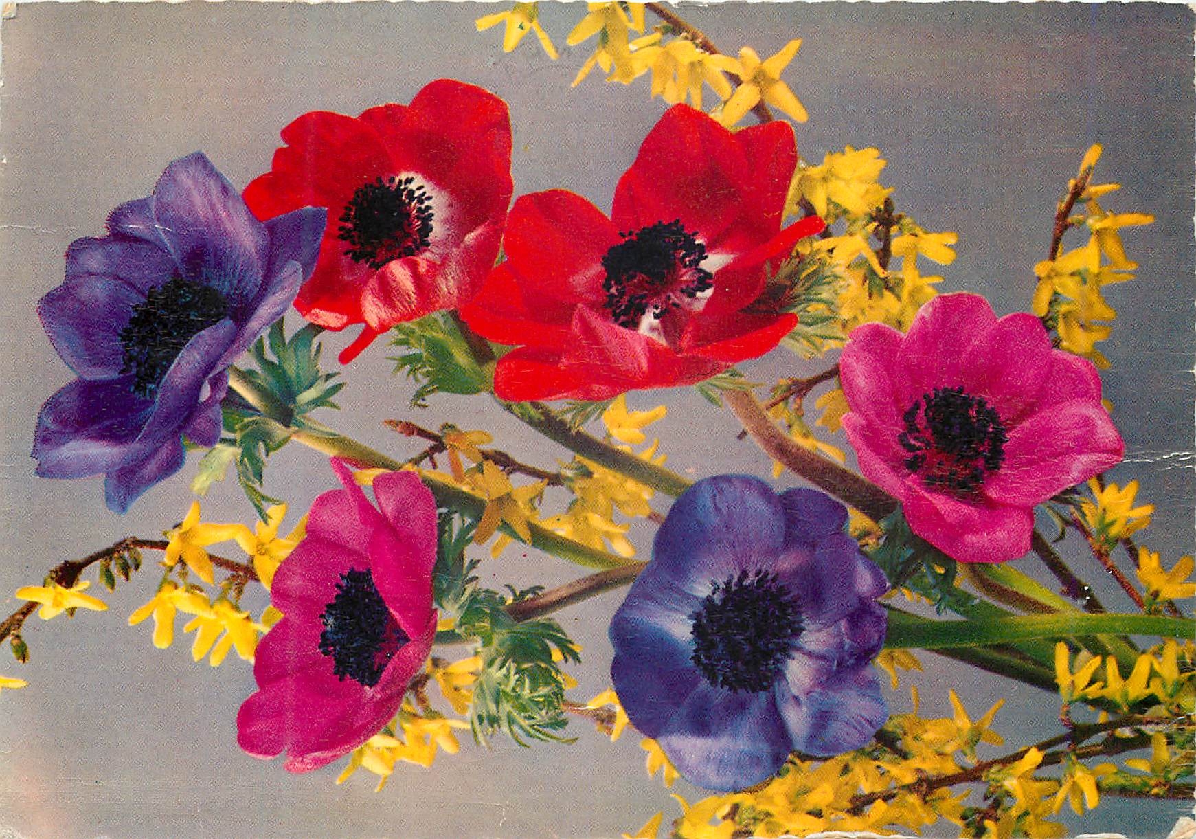 CPM Fleurs