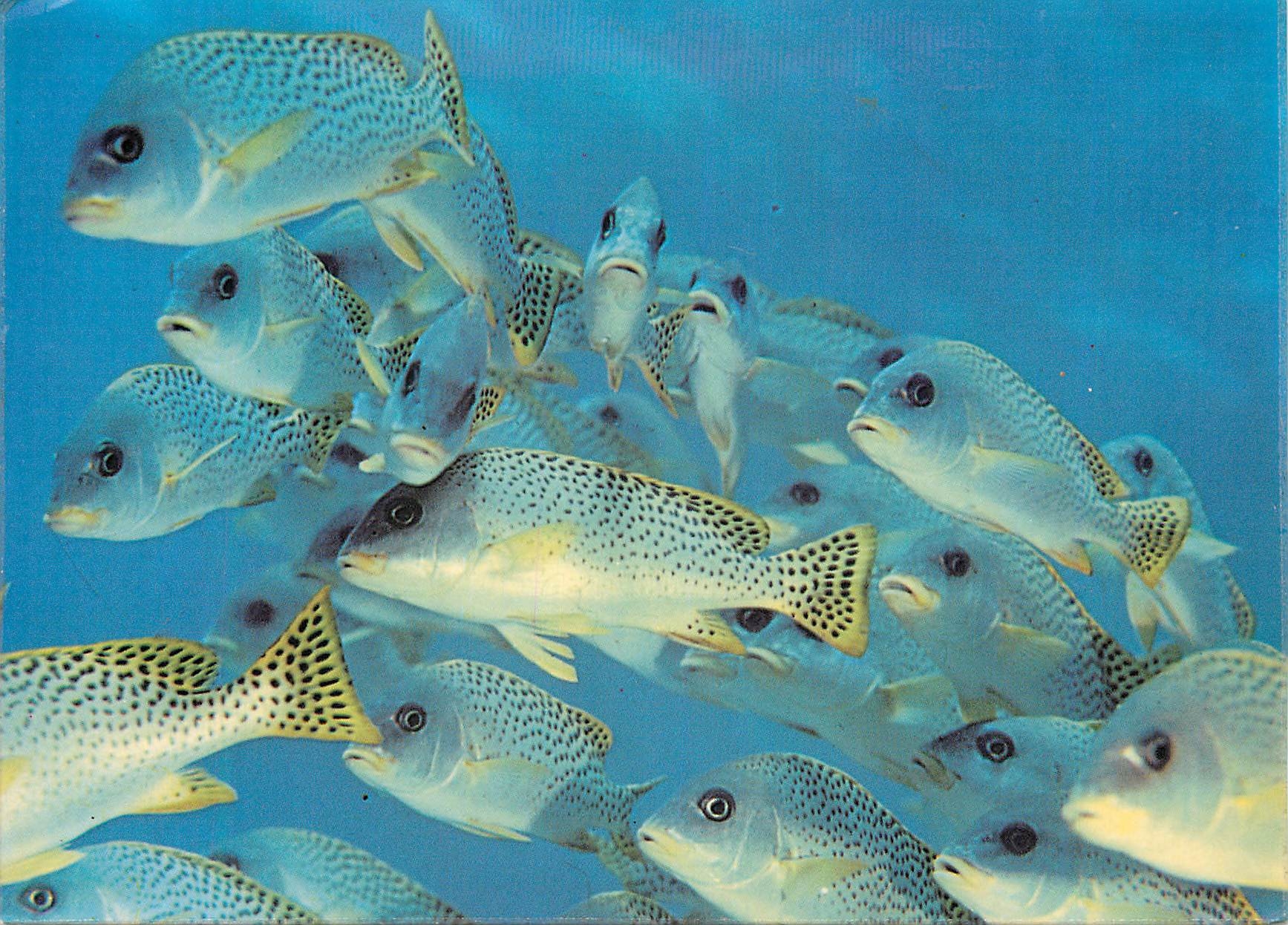 CPM Djibouti Feerie Sous Marine Tropicale