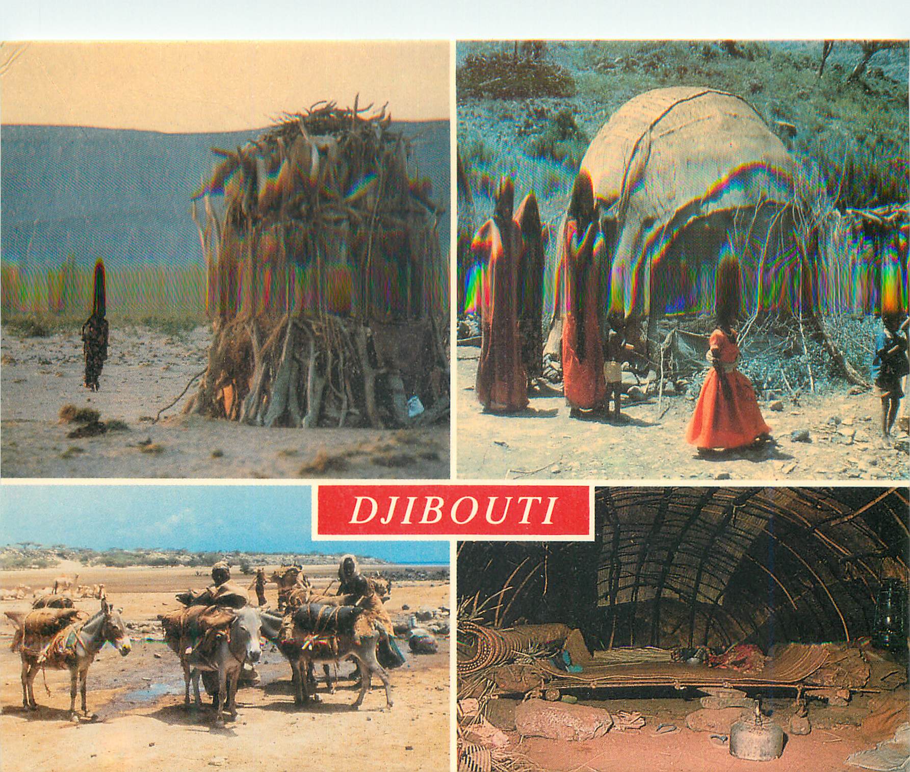 CPM Djibouti Republique de Djibouti Campement nomade Ane Donkey