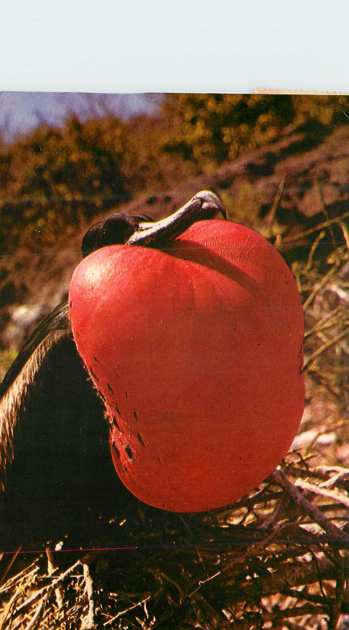 CPM Islas Galapagos Ecuador Sud America Great Frigate Fregato minor The males effort to attract a mate