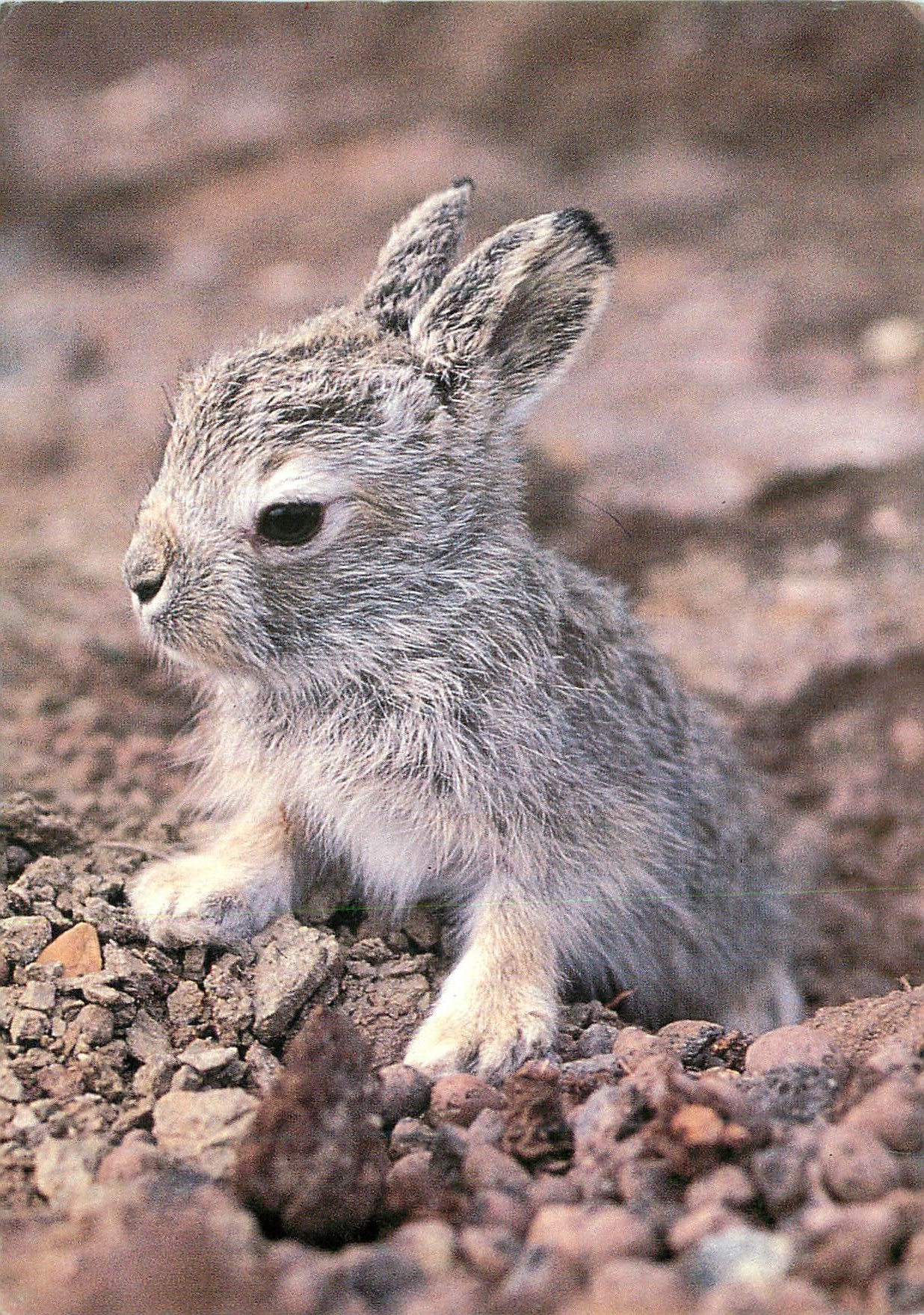 Lapin des montagnes — jeune — éditeur Kalaallit Nunaat, série Bet 52/94