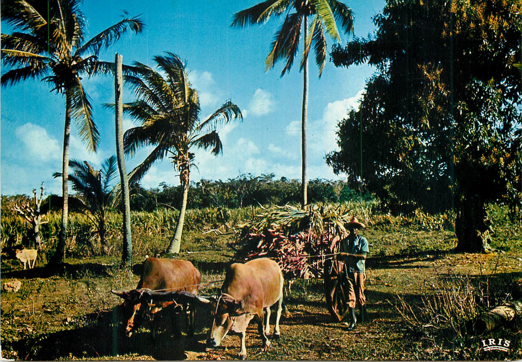 CPM Guadeloupe Charette de canne a sucre Attelage Bœufs