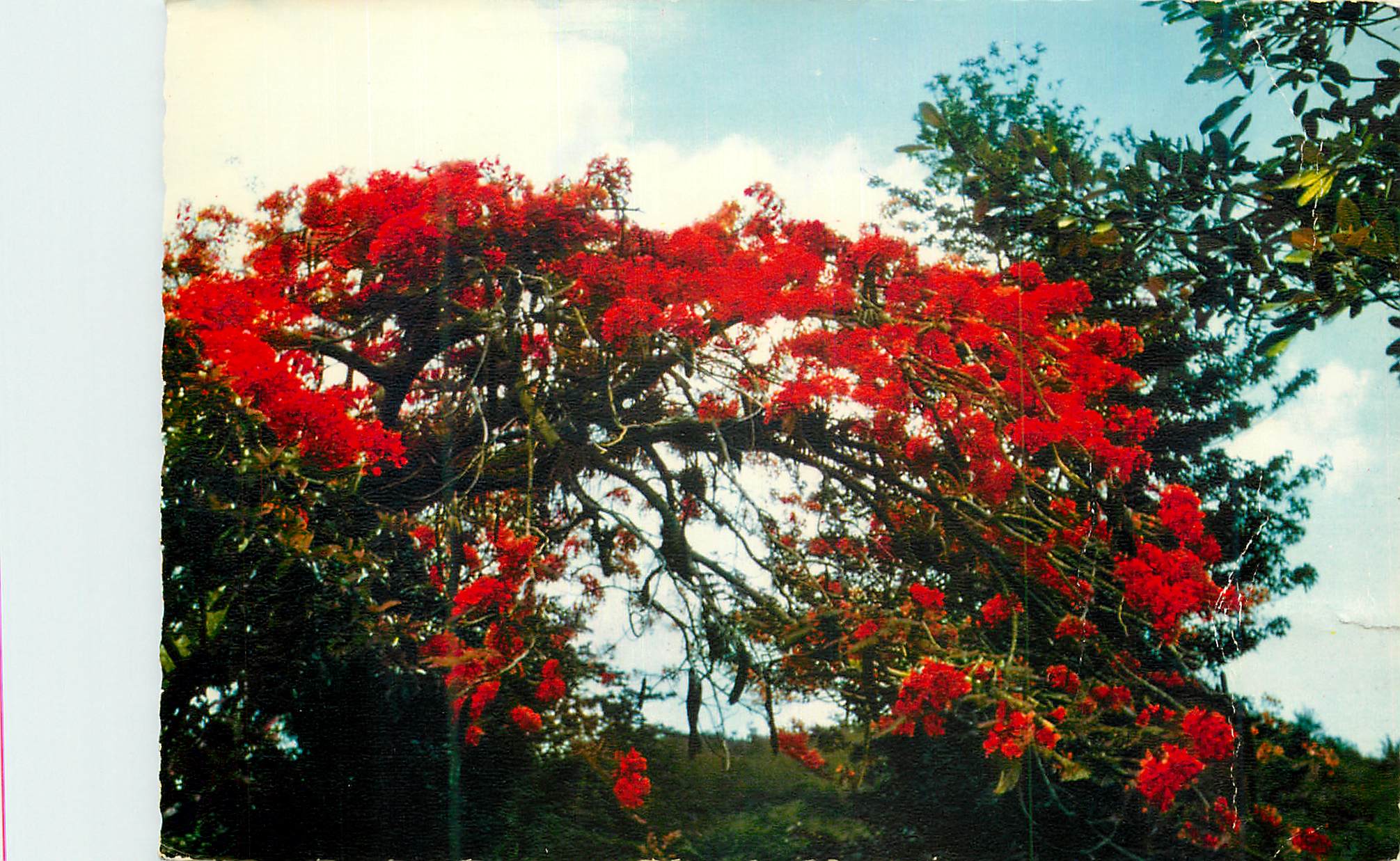 CPM Antilles Francaises Flaboyants Flaming Trees