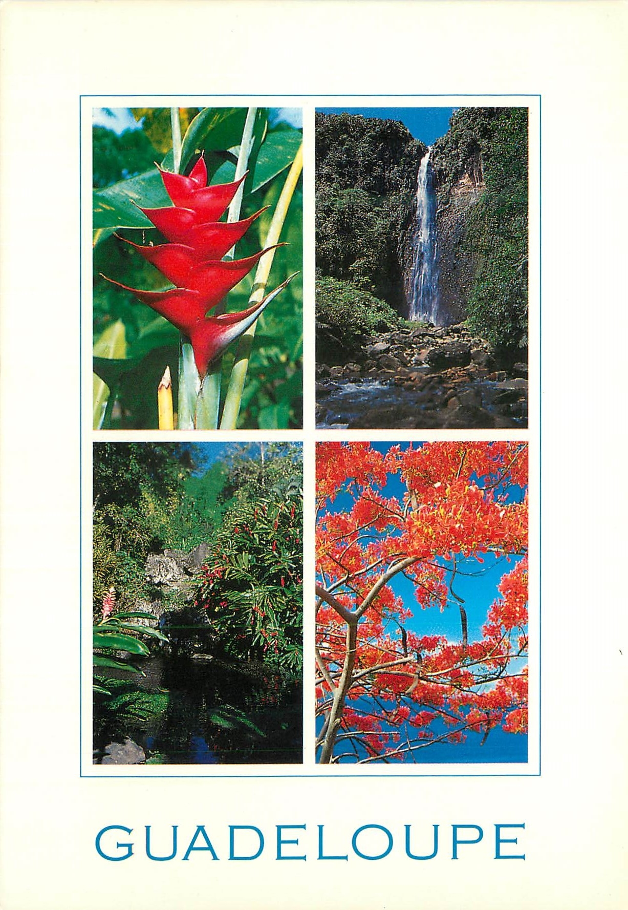 CPM Guadeloupe Antilles francaises Fluer de balisier chute du Carbet les roches gravees a Trois Rivieres le flamboyant