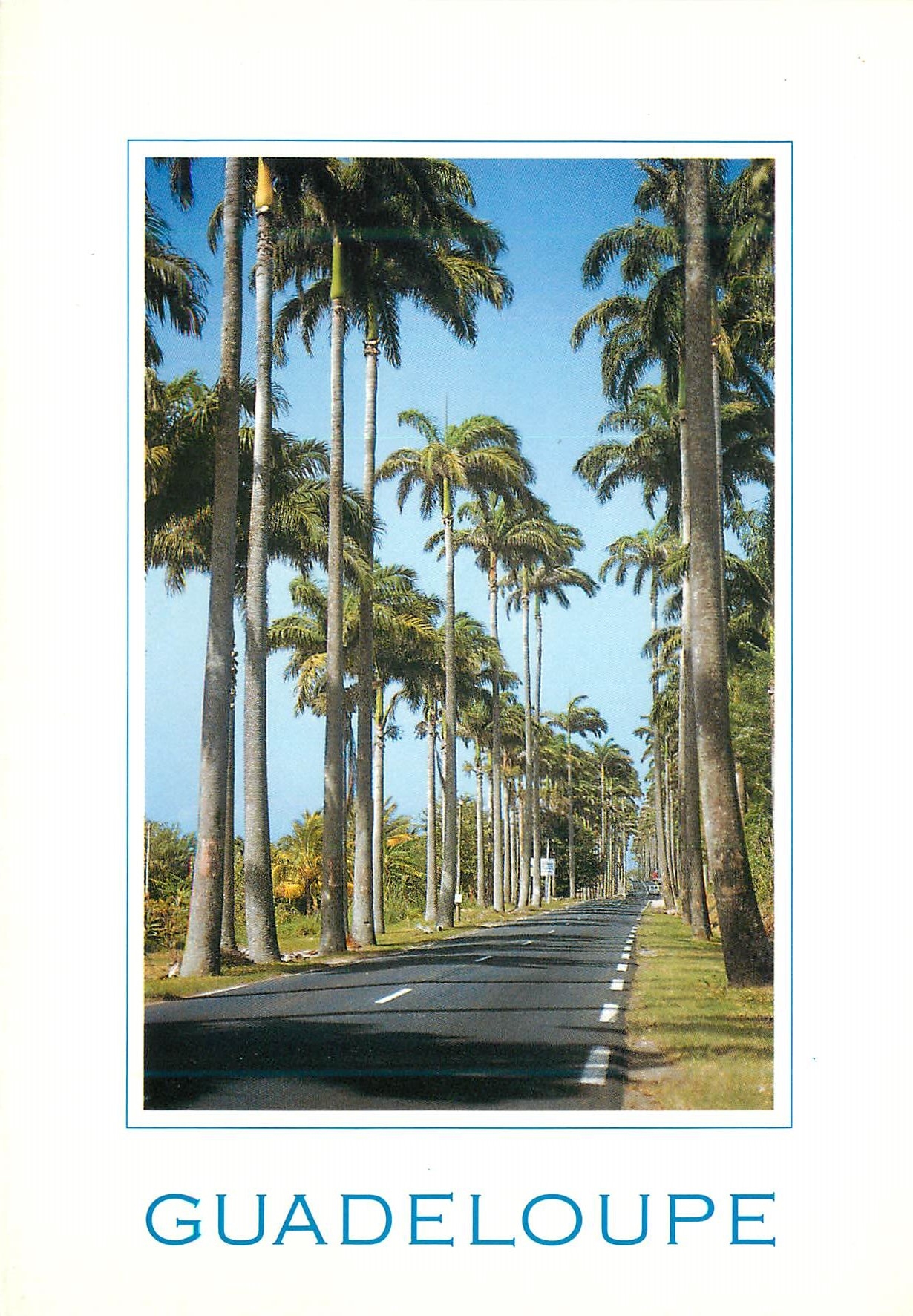 CPM Guadeloupe Antilles francaises Capesterre Belle Eau l allee Dumanoir