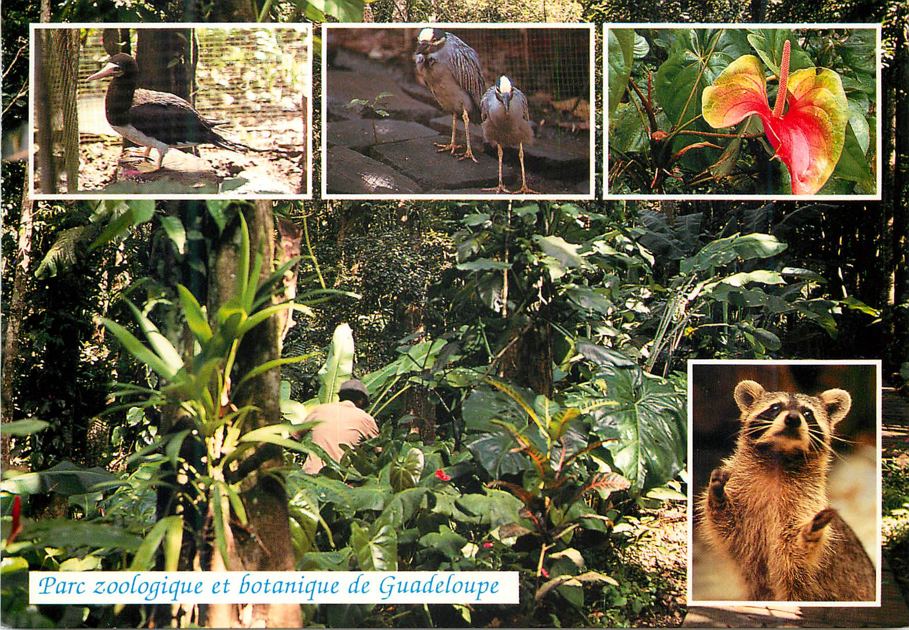 CPM Guadeloupe Parc zooligique et botanique Racoon fou Brun Crabier anthurium hybride