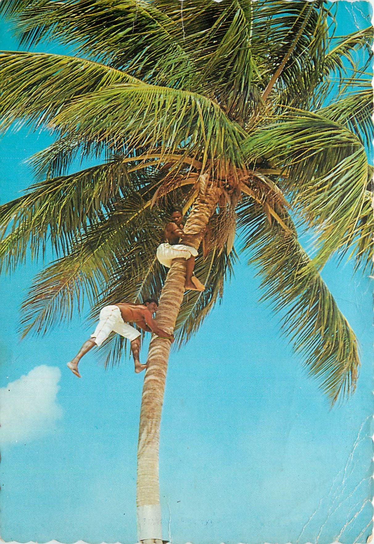 CPM Agiles grimpeurs The Sunny Caribbean Picking coconuts in tropical grove