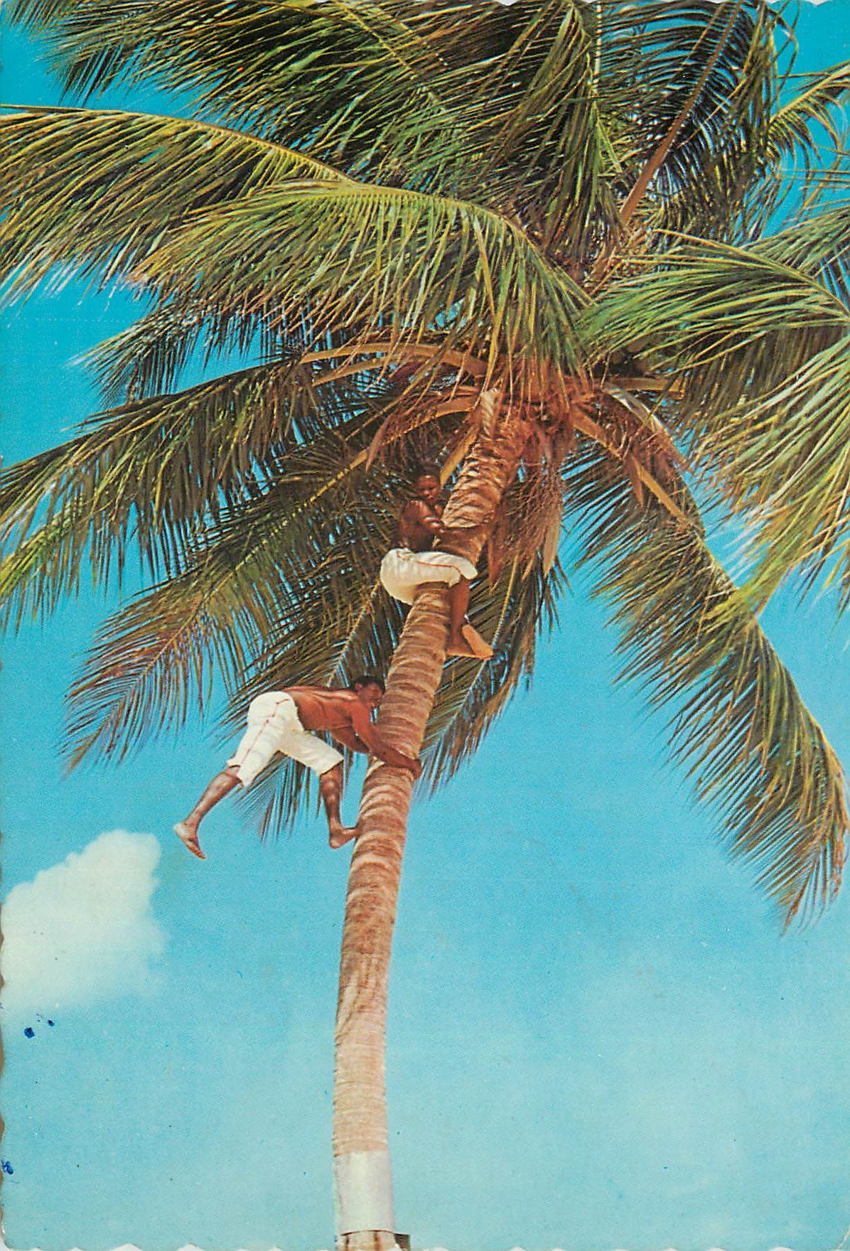 Deux hommes grimpant dans un cocotier — Édition Tropicana, n° D-59112-B