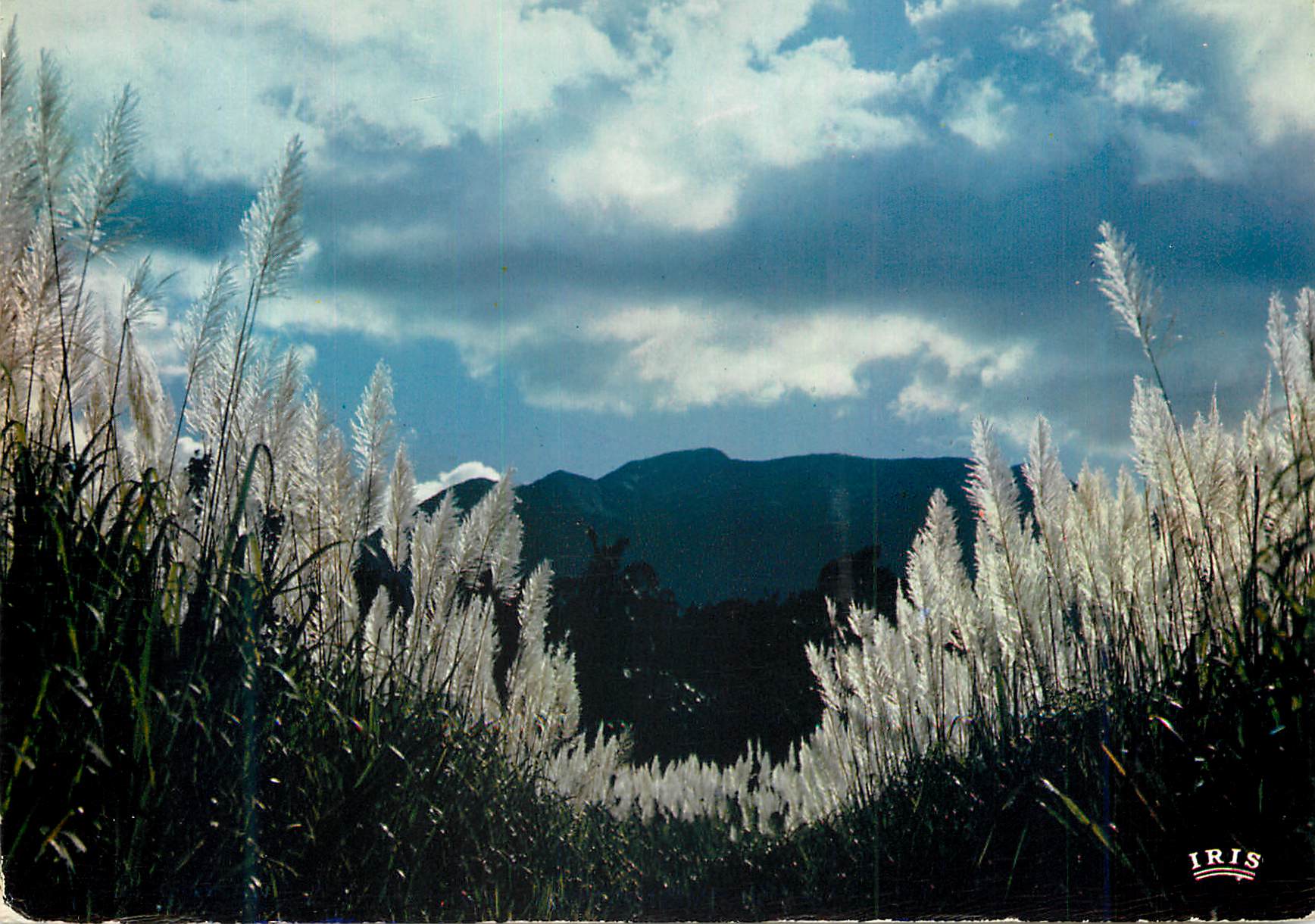 CPM Guadeloupe Champ de canne a sucre en fleurs Vue sur les Mornes
