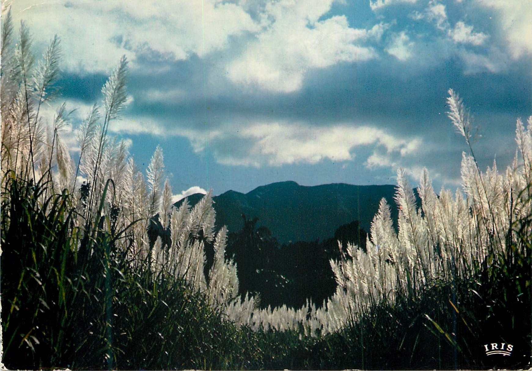 CPM Guadeloupe Champ de canne a sucre en fleurs Vue sur les Mornes