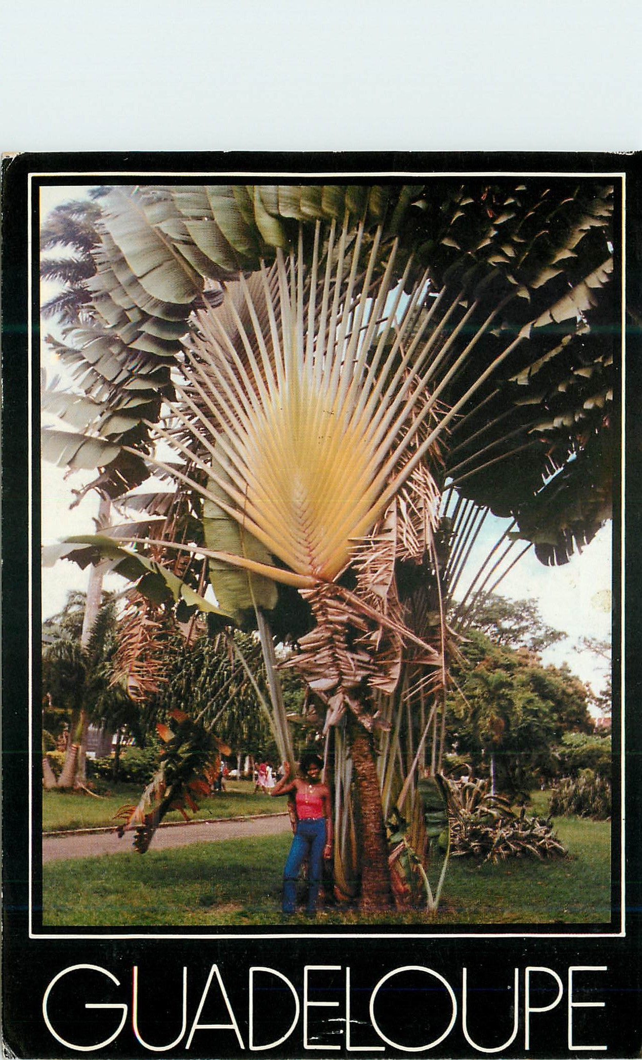 CPM Guadeloupe Il etait une fois la Guadeloupe Arbre du voyageur