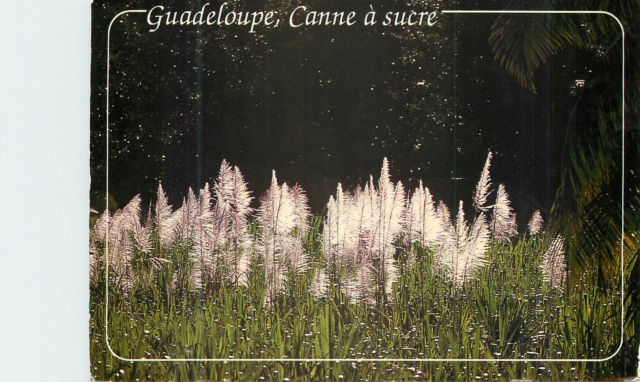 CPM Guadeloupe Sainte Anne Champ de canne a sucre
