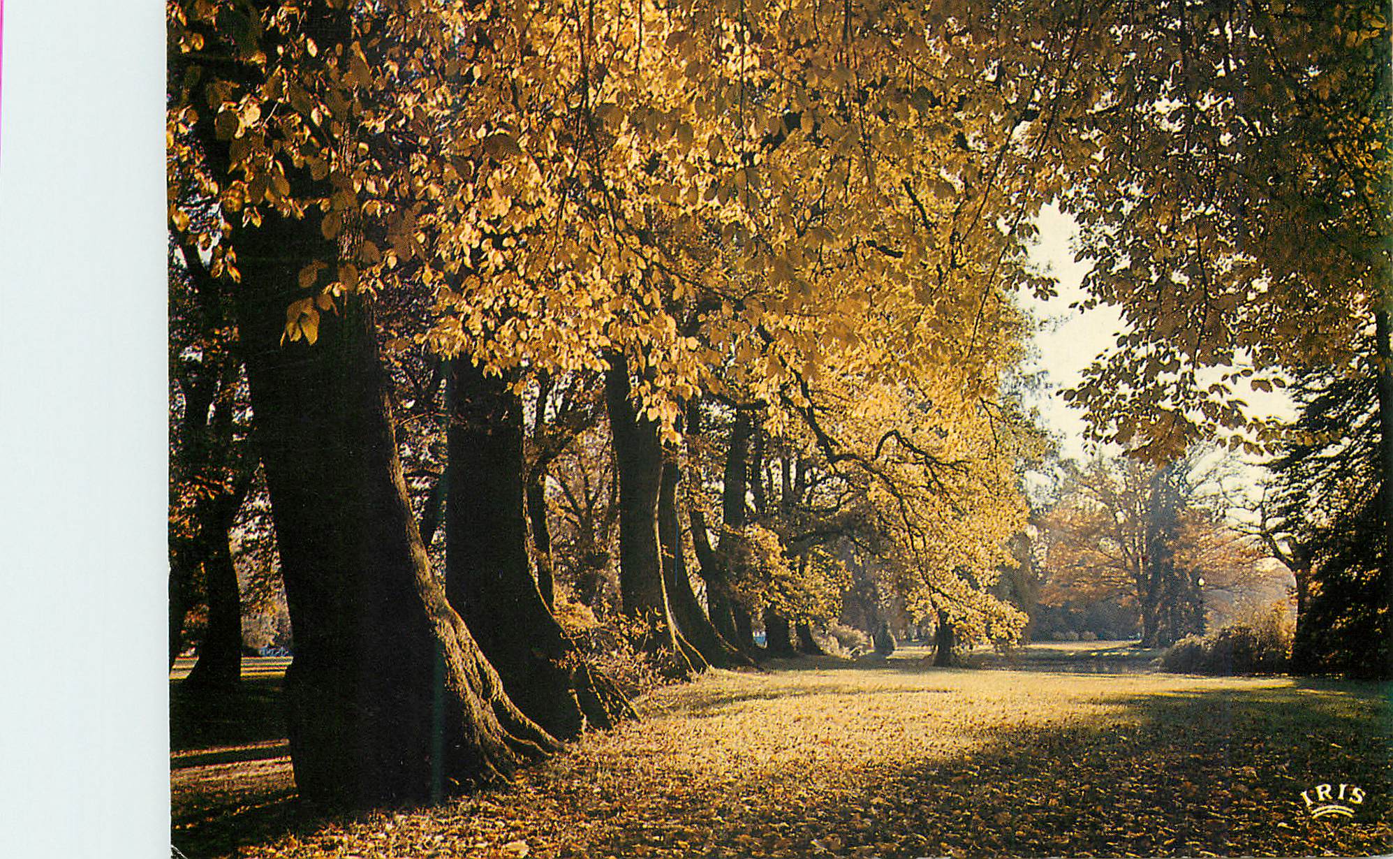 CPM Automne en Limousin Tu verses ta douceur pale soleil d automme