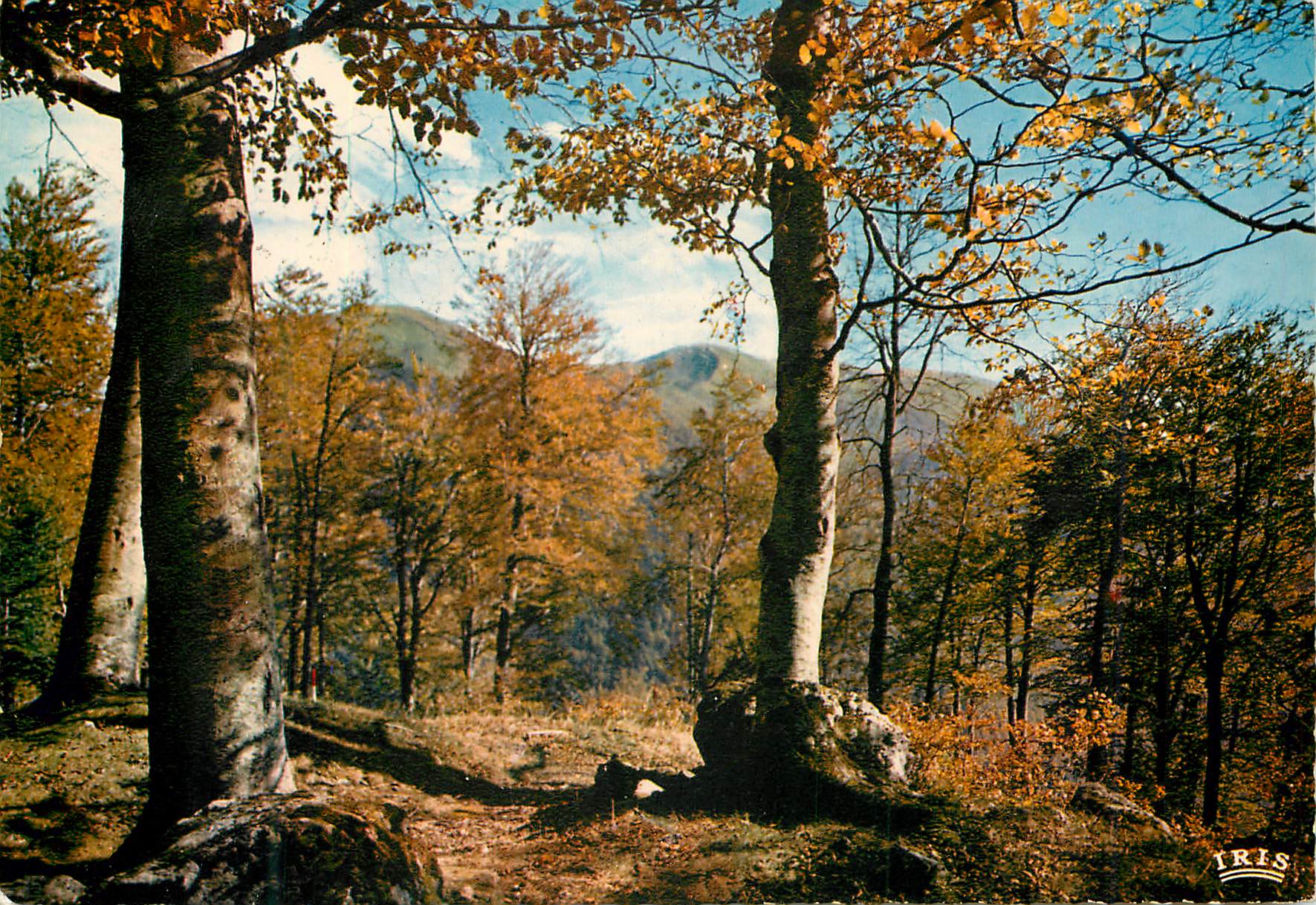 CPM Limousin en Pittoresque Qui n a senti le charme de l automne