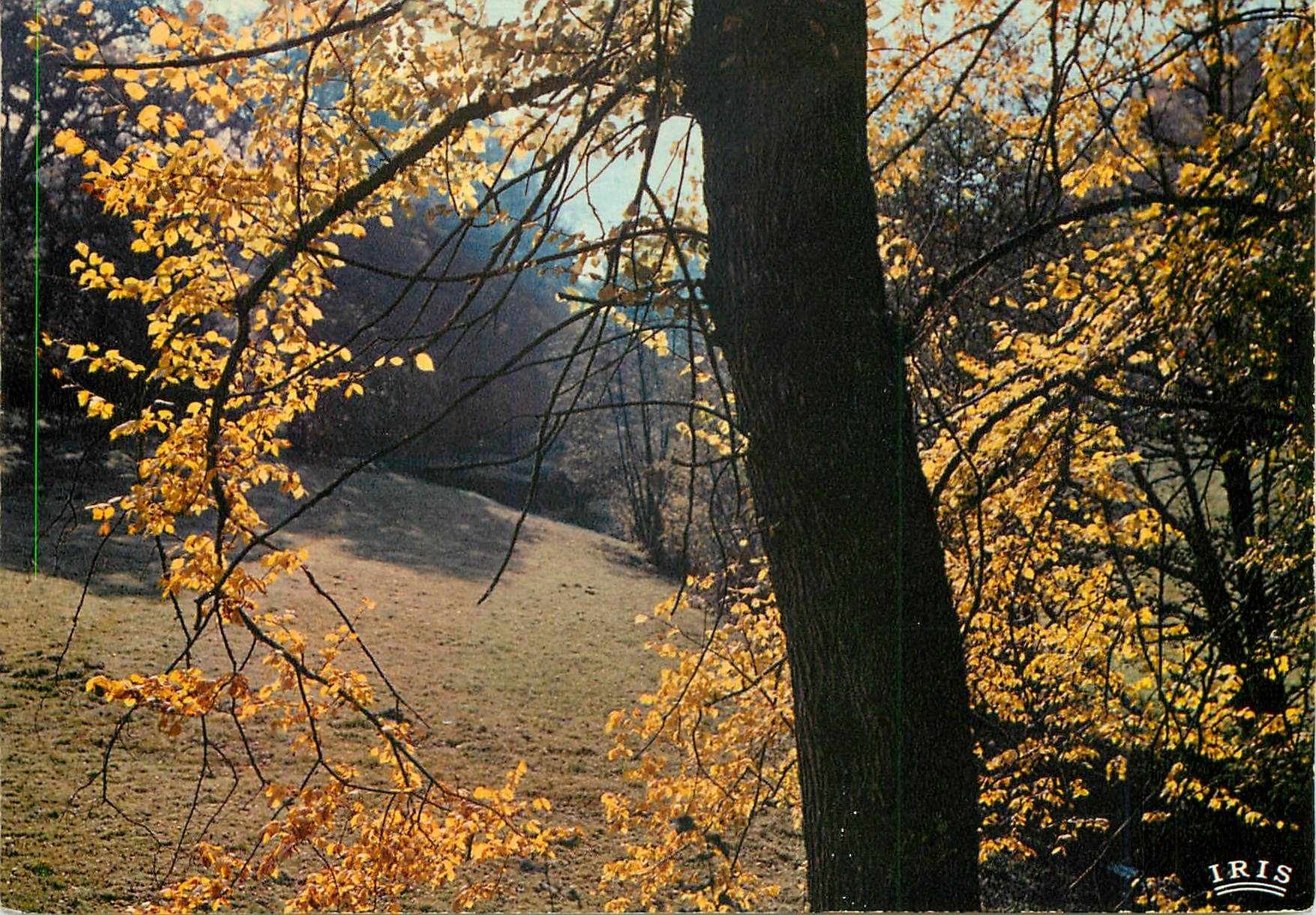 CPM Automne en Limousin On se croirait en ete mais les feuilles tombent sechees et couleur de rouille