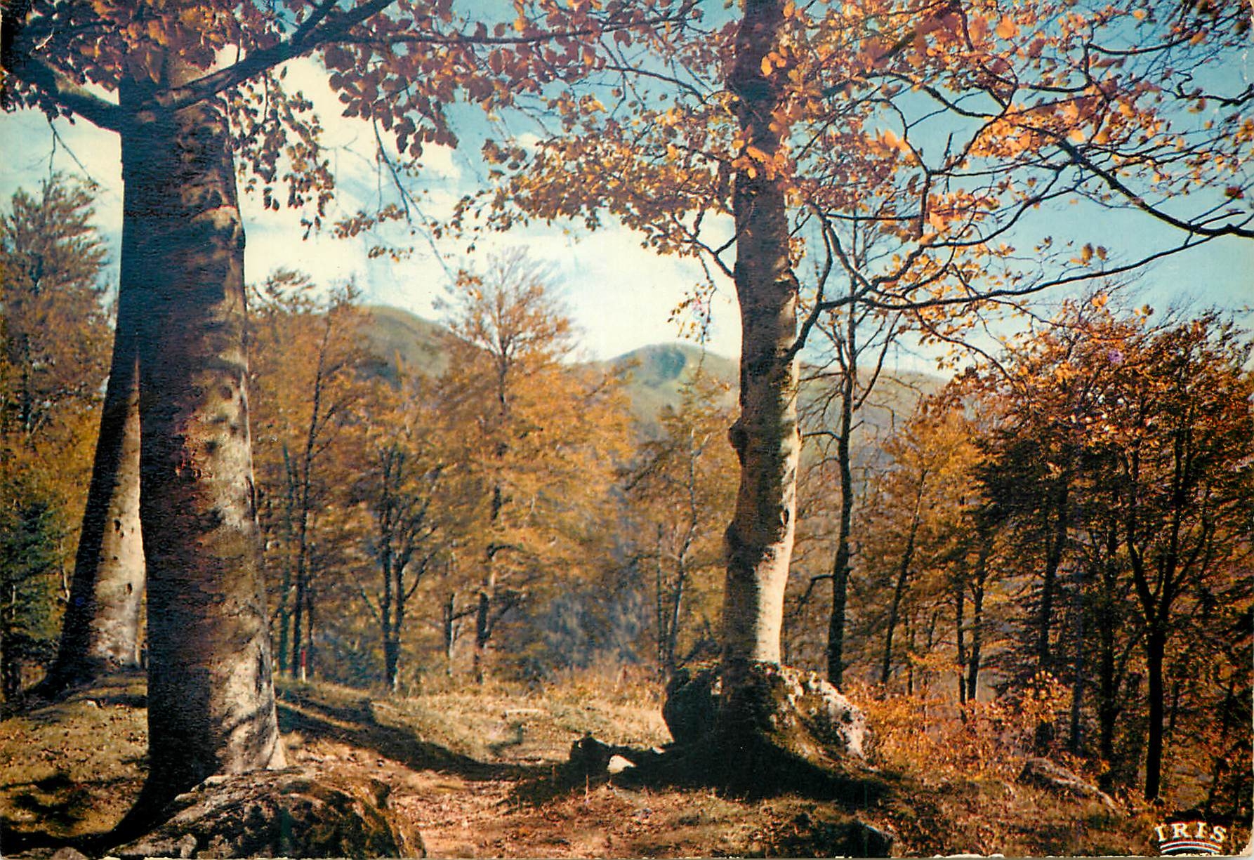 CPM Limousin Pittoresque Qui n a senti le charme de l automne