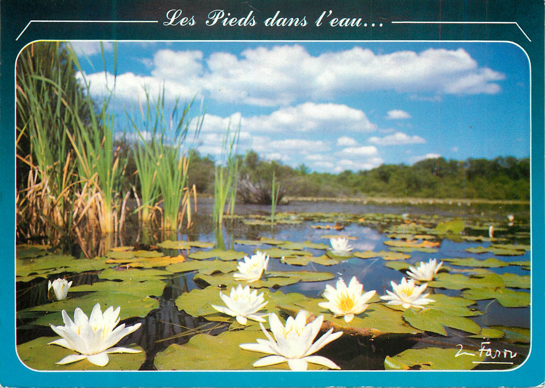 Les Pieds dans l'eau... — Nénuphars — Éditions Majeel Farou, n° PP 2 (86)