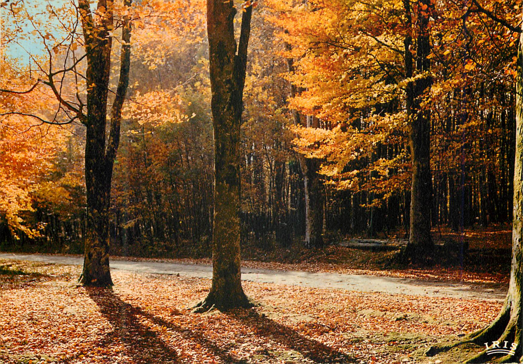 CPM Automne en Limousin La feuille l arbie eclatante et tournale