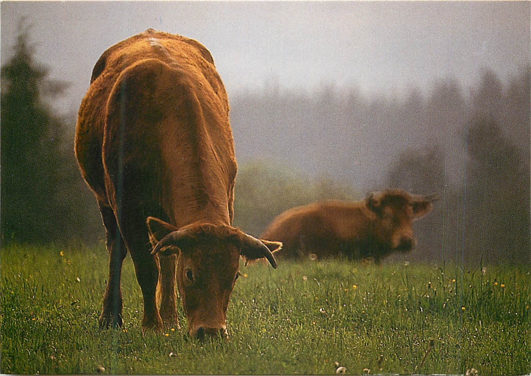 CPM En Limousin Boeuf limousin connu dans le monde pour la qualite de sa viande