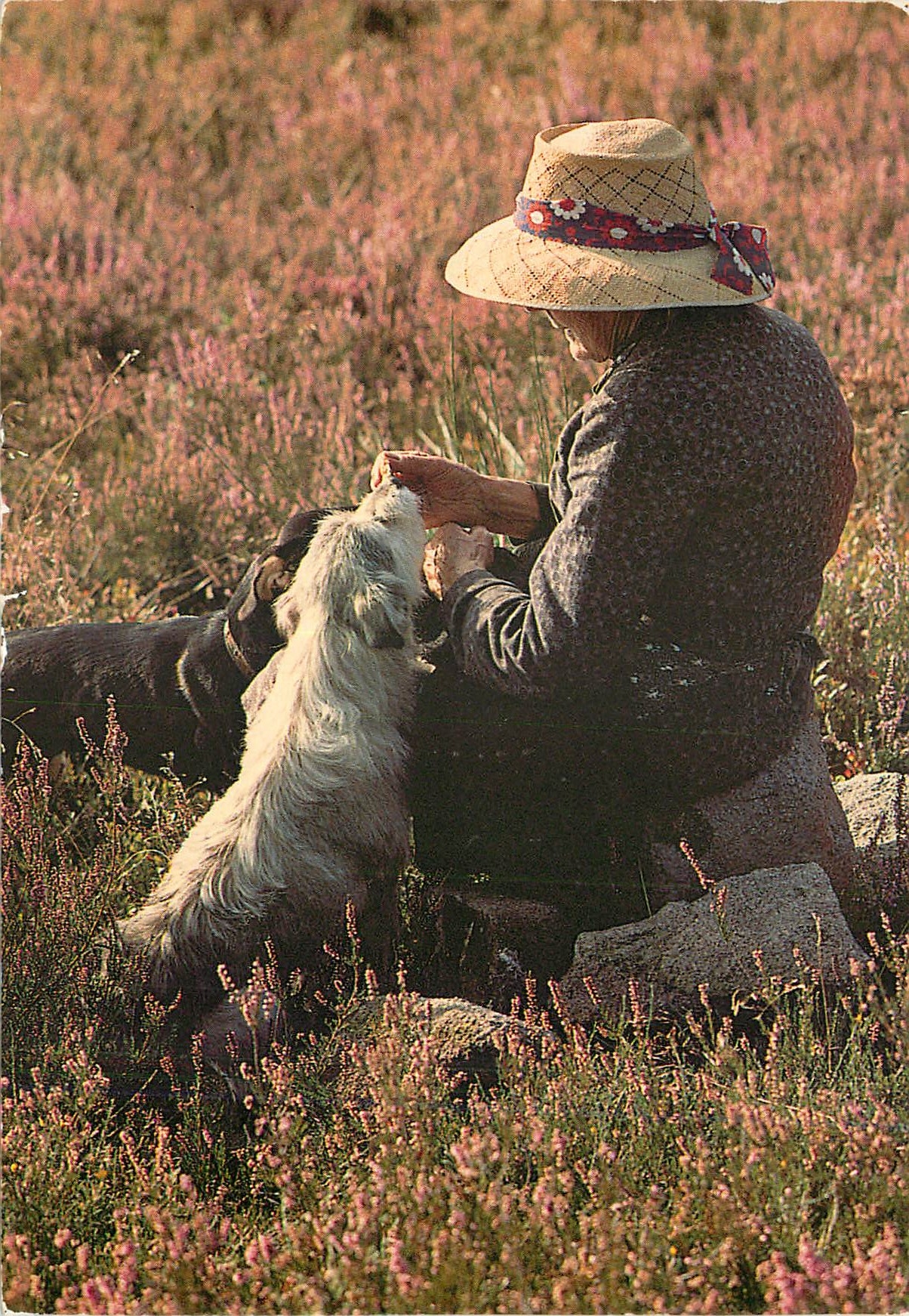 Bergère en compagnie de son chien au milieu de la bruyère — Image du Limousin — éditeur (R.A.) IN'EDITE, n° TP 1188