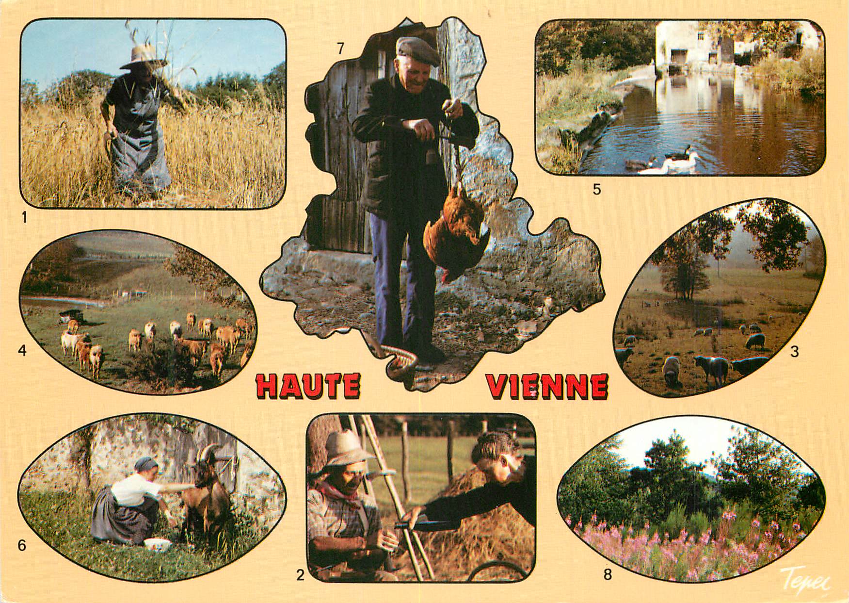 CPM Haute Vienne Les maissons a la faucille La halte durant les fains Mautons au paturage Les animaux prennent la direct