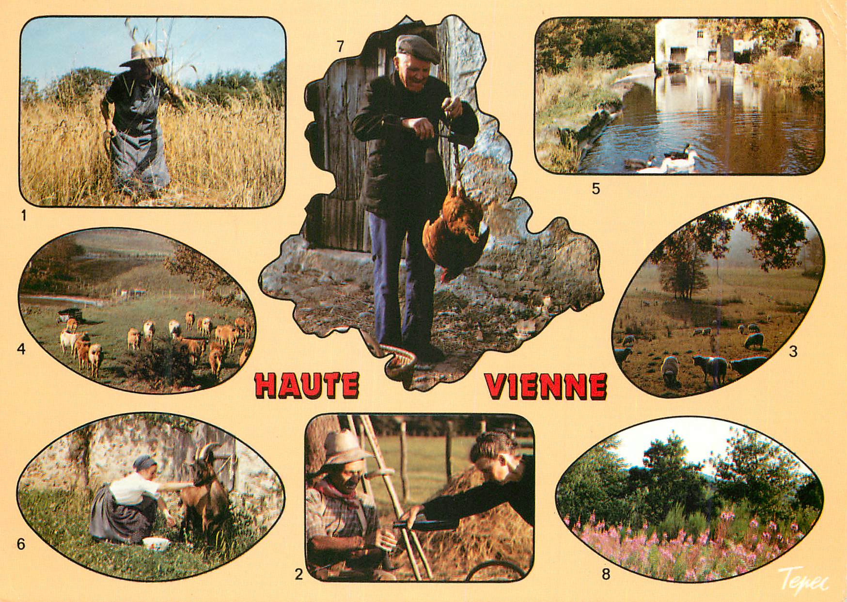 CPM Haute Vienne les maissons a al foucille La haite durant les fois Moutans au paturage Les animaux prennent la directi
