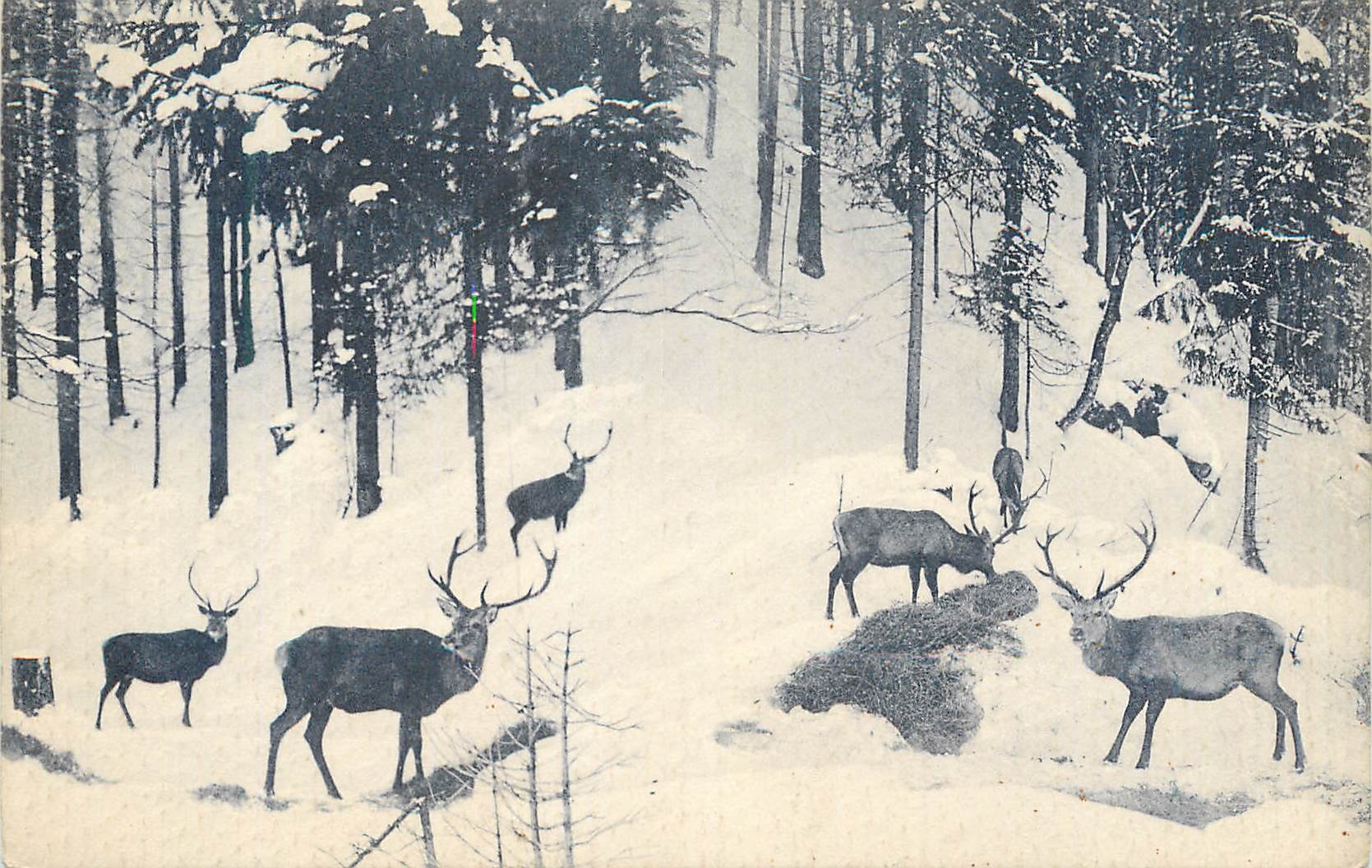 CPA Hirsche im bayr Hochgebirge