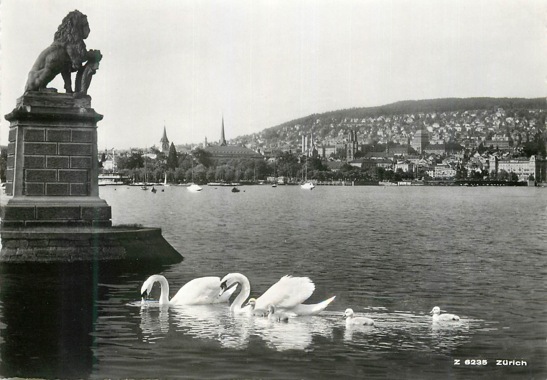 Lac Zurich — Cygne et petits cygnes près d'une statue de lion — Z 6235 Zürich