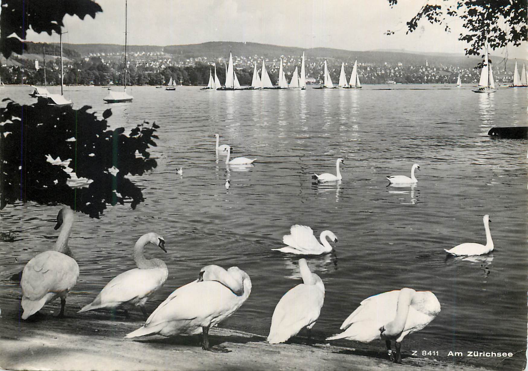 Am Zürichsee — vue avec cygnes et voiliers — Z 8411, Verlag Beringer & Pampaluch