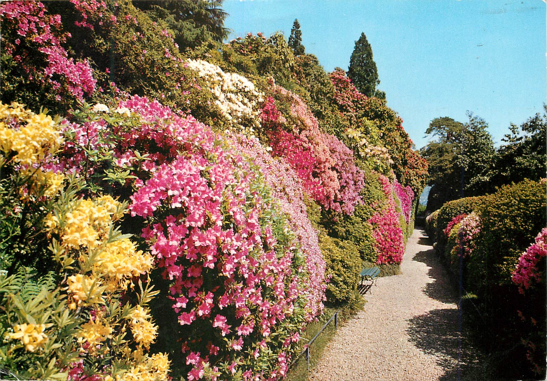 CPM Villa Carlotta (Lago di Como) Viale delle Azalee
