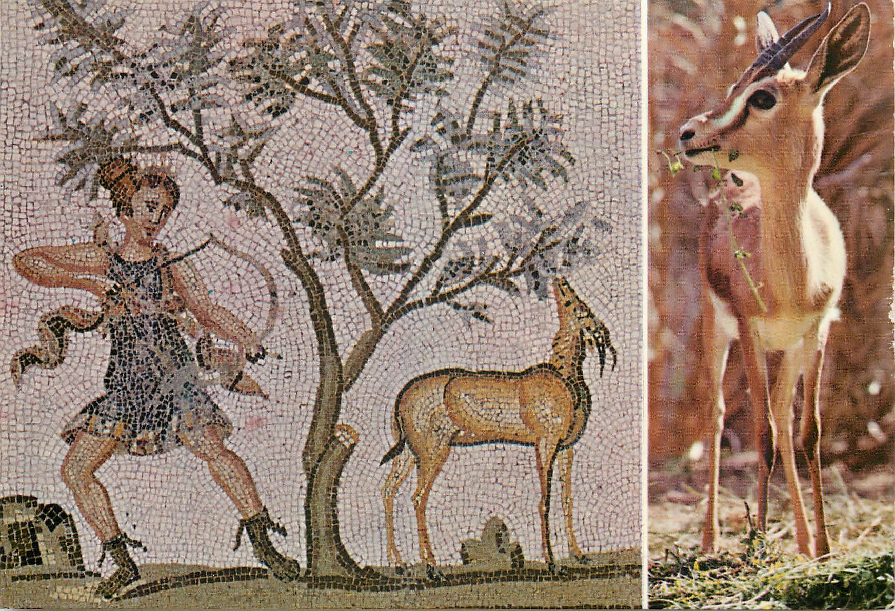 CPM Tunis mosaique du bardo et gazelle du sahara