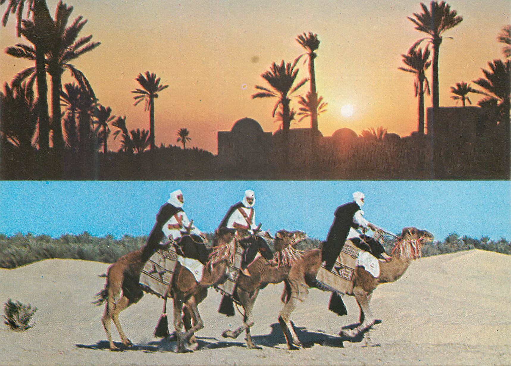 CPM Sud tunisien les meharis l'oasis Chameaux