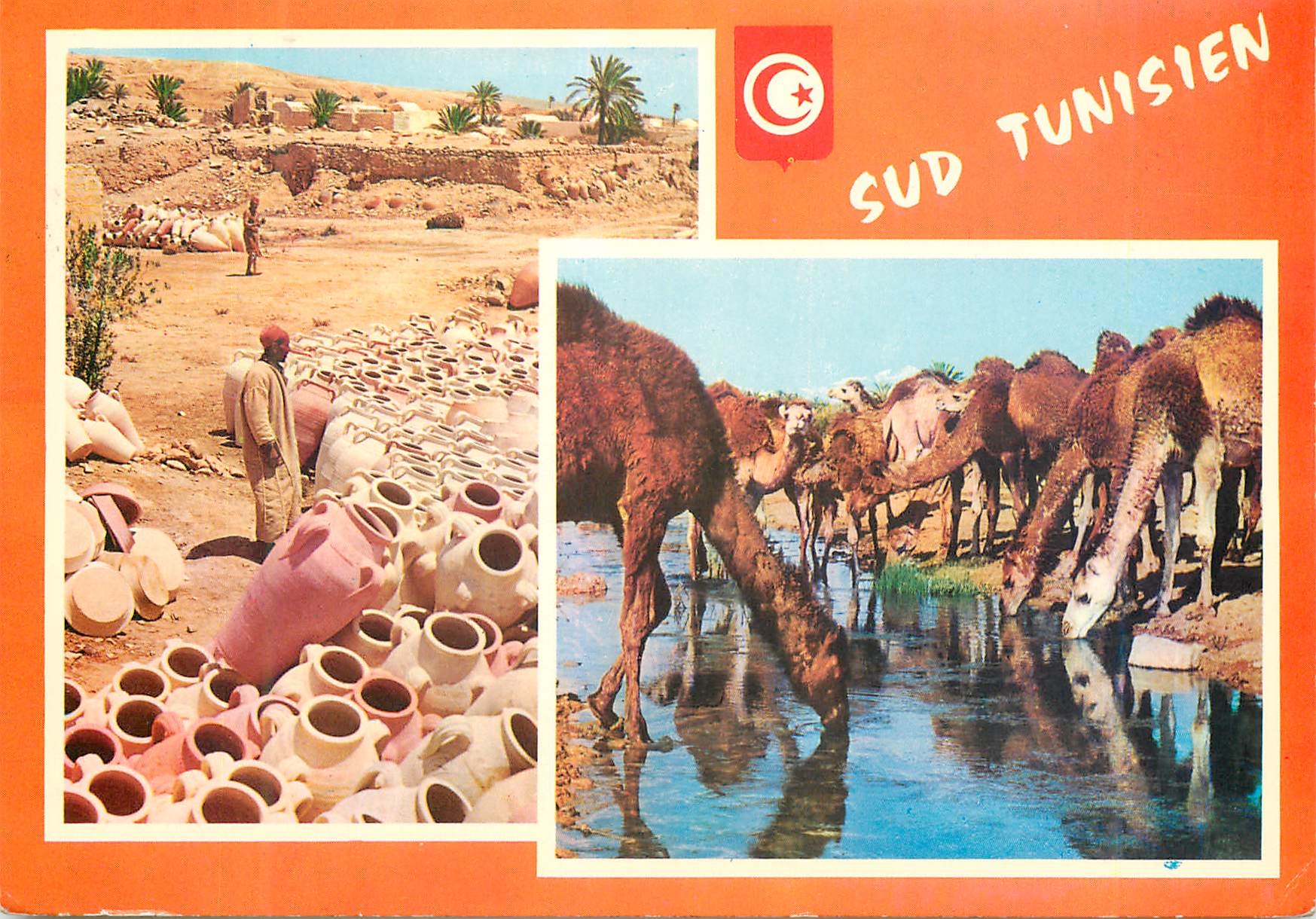 CPM Sud tunisien Chameaux