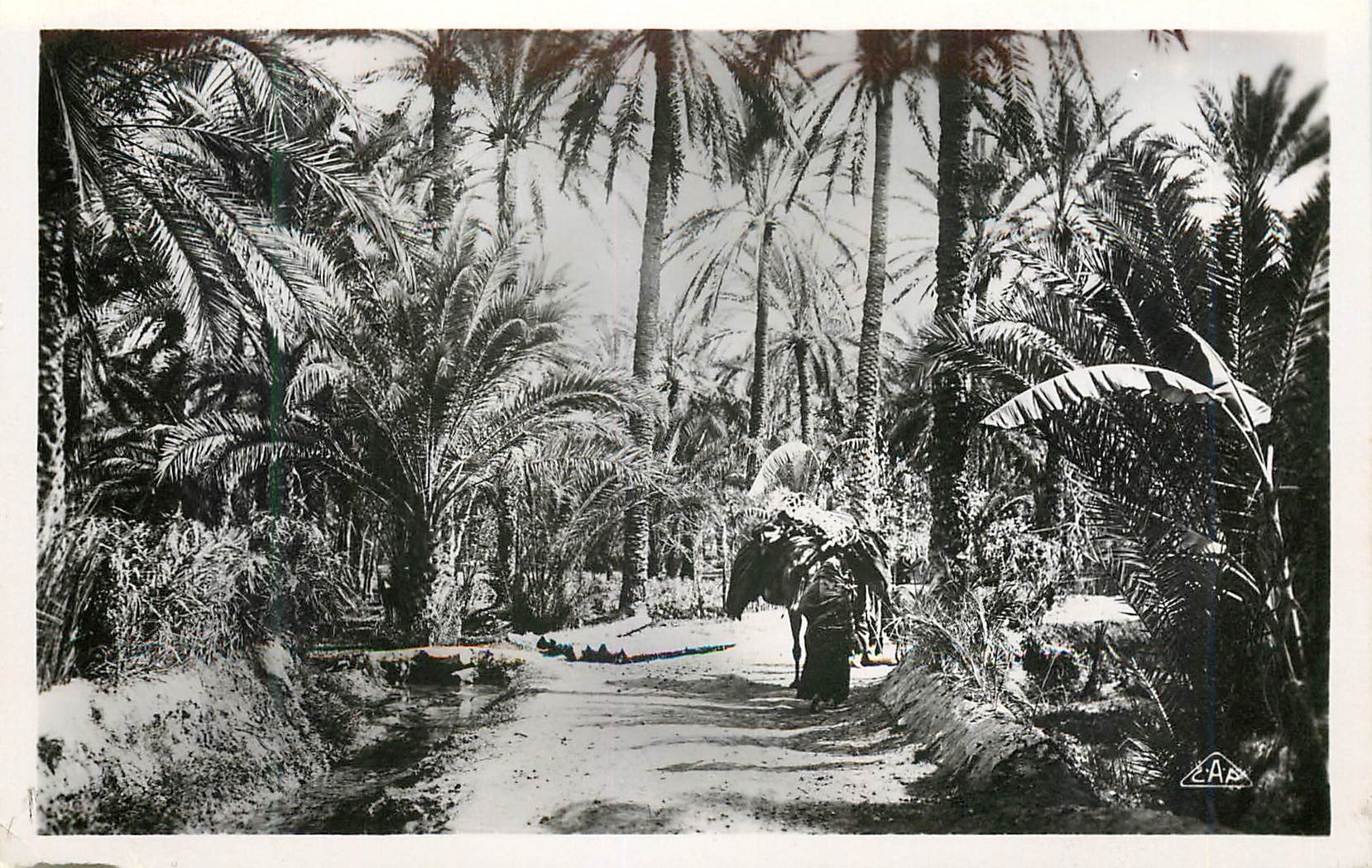 CPM Gabes oasis de menzel