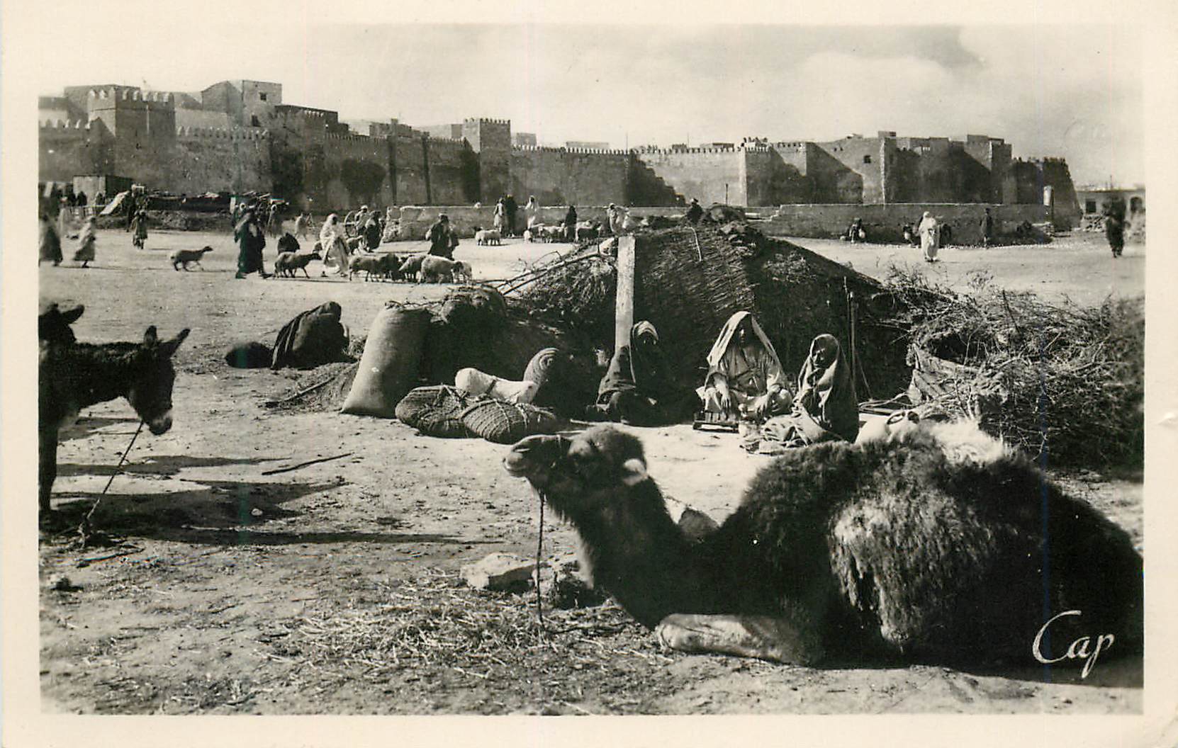 CPM Sfax le marche indigene et les remparts Chameau
