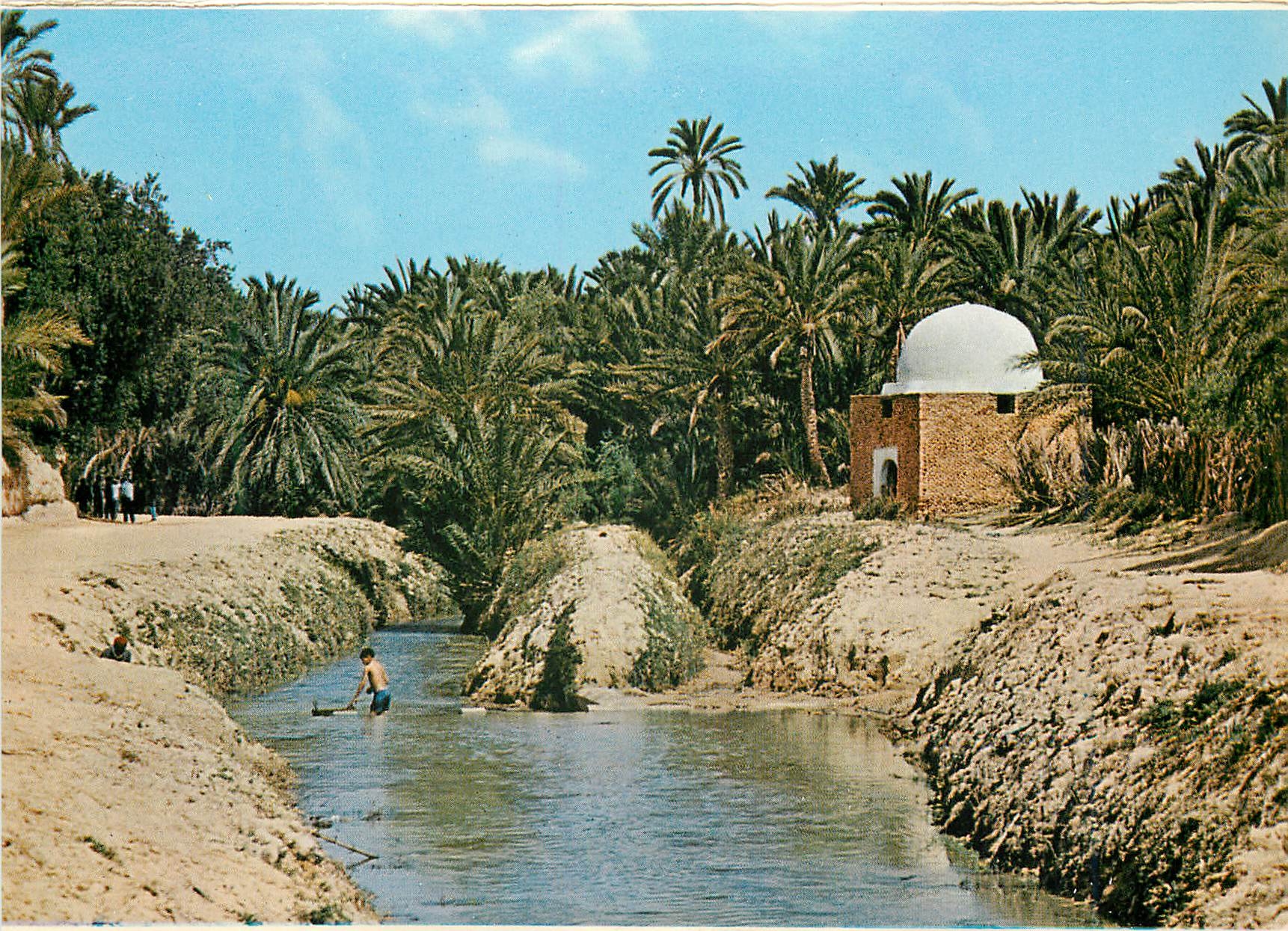 CPM Tozeur riviere et marabout dans l'oasis
