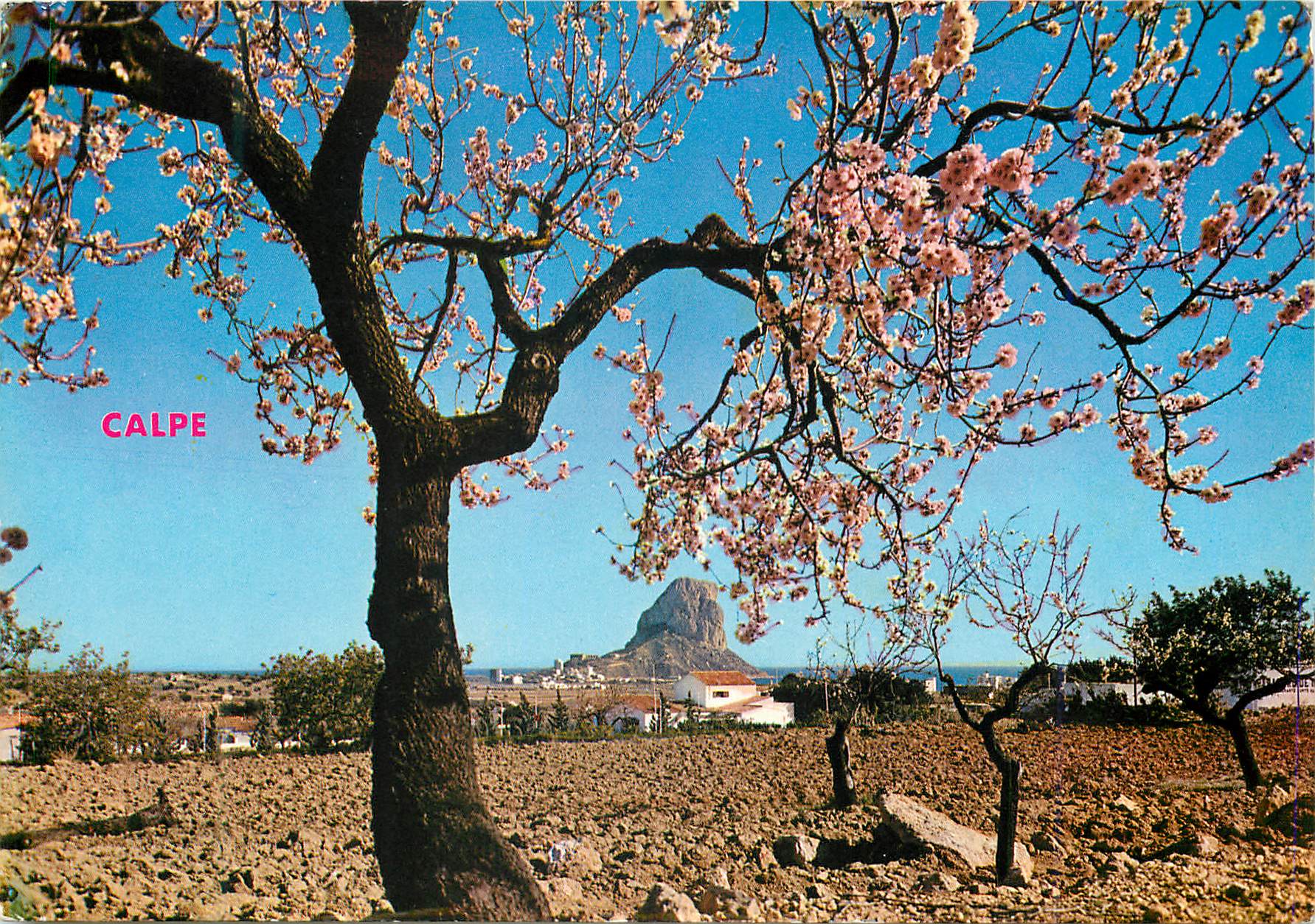CPM Calpe (Alicante) Amandier en fleur