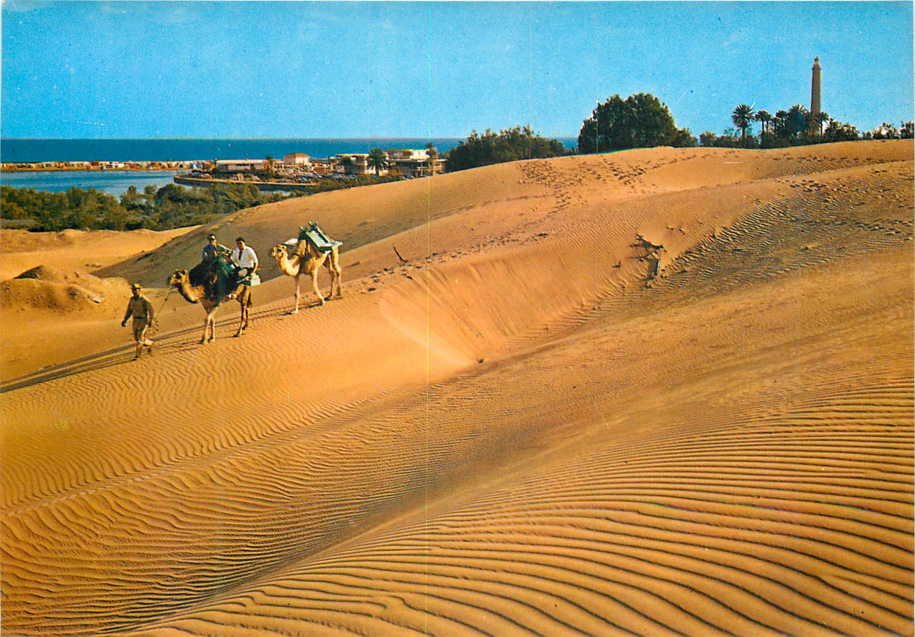 CPM Maspalomas chameaux dans les duns au fond le lac la plage et phare Chameaux